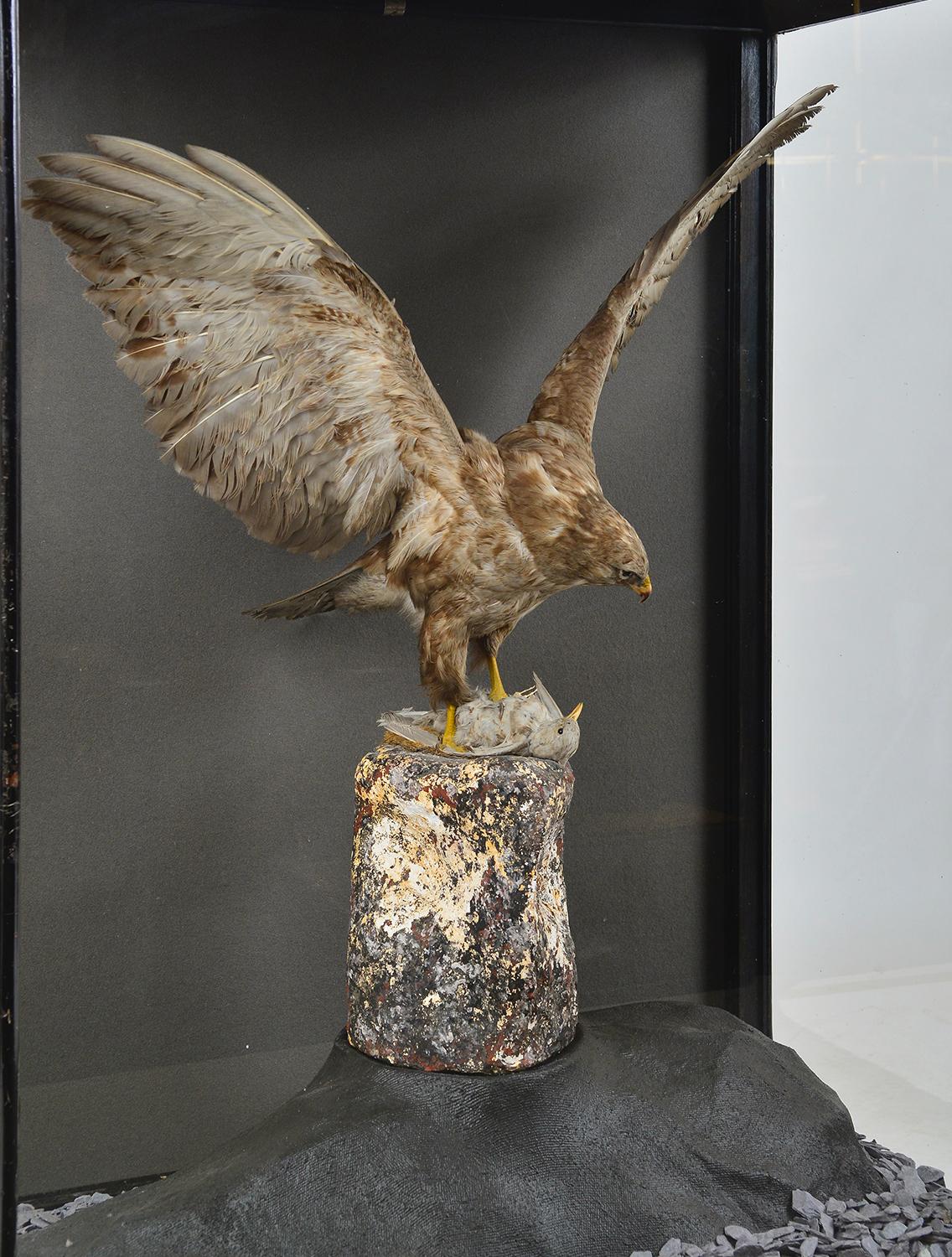 Victorian 1930s Cased Taxidermy Buzzard Bird of Prey Raptor Museum Cabinet Natural History For Sale