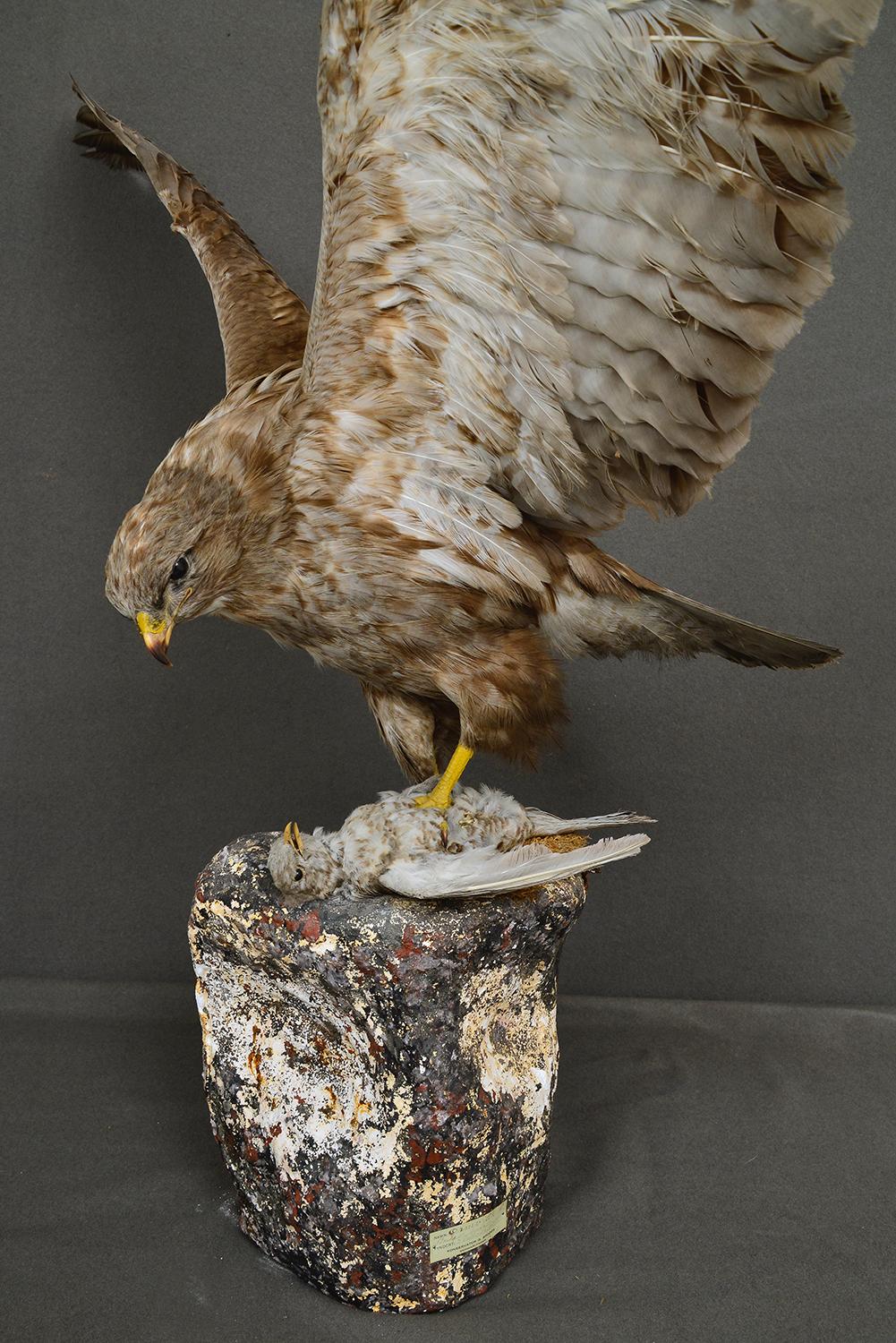 Swedish 1930s Cased Taxidermy Buzzard Bird of Prey Raptor Museum Cabinet Natural History For Sale