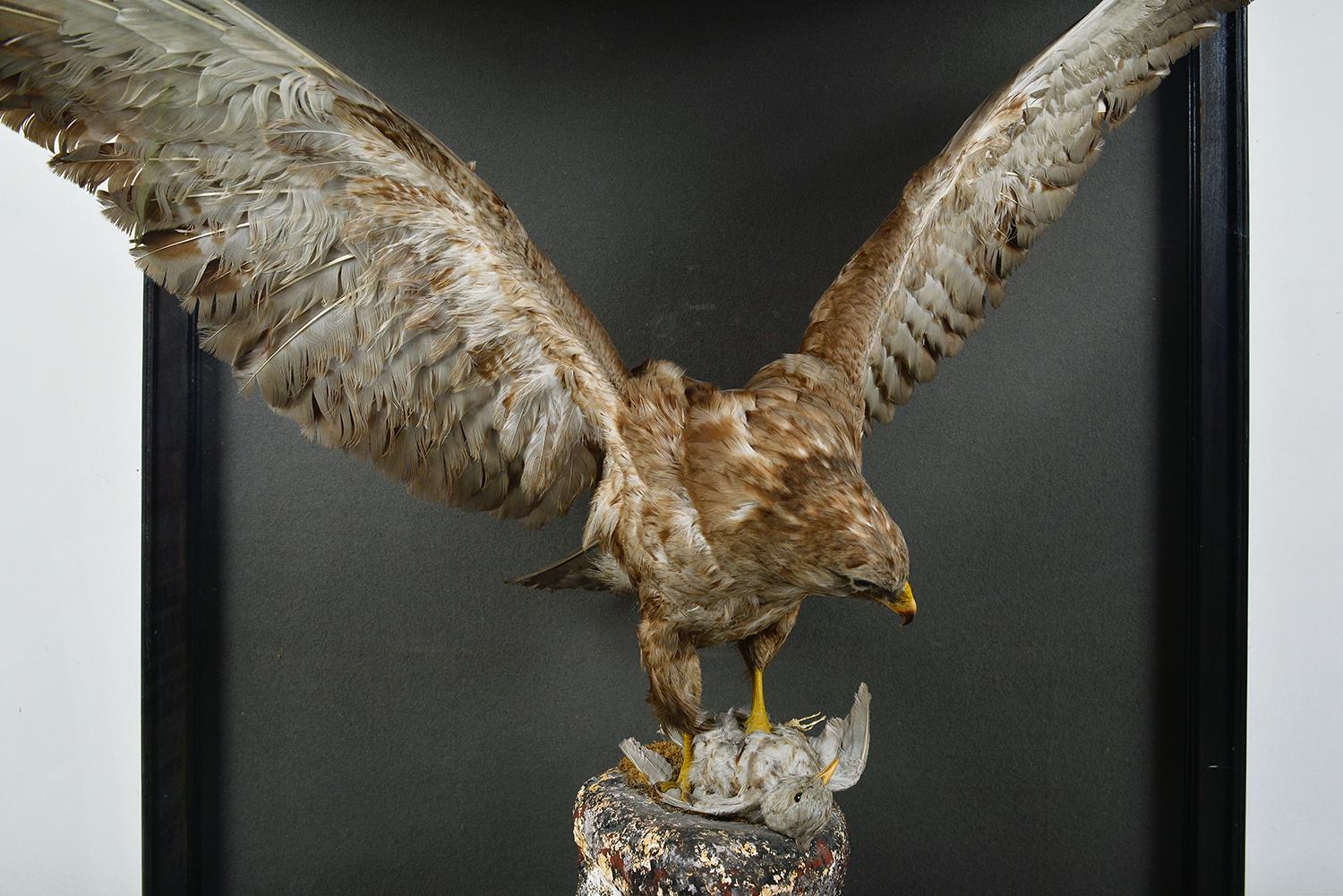 Verre Taxidermie en coffret des années 1930 Buse Oiseau de proie Rapace Cabinet du Musée d'Histoire Naturelle en vente