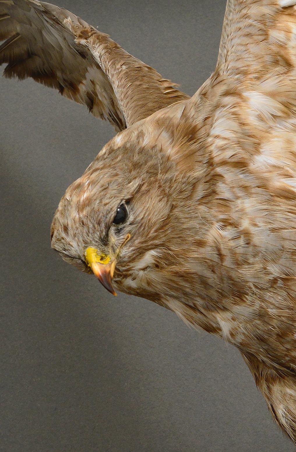 Taxidermie en coffret des années 1930 Buse Oiseau de proie Rapace Cabinet du Musée d'Histoire Naturelle en vente 1