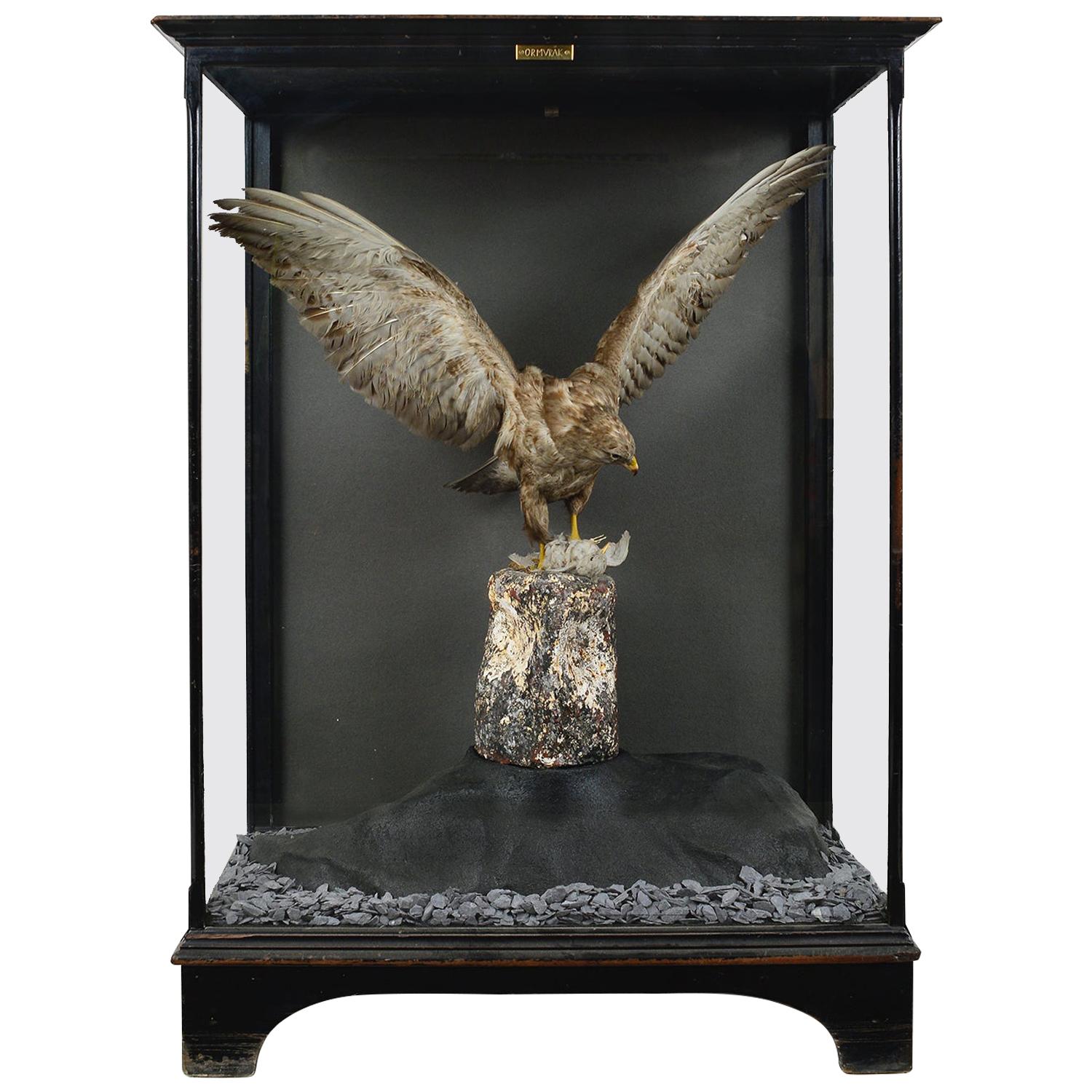 Taxidermie en coffret des années 1930 Buse Oiseau de proie Rapace Cabinet du Musée d'Histoire Naturelle en vente