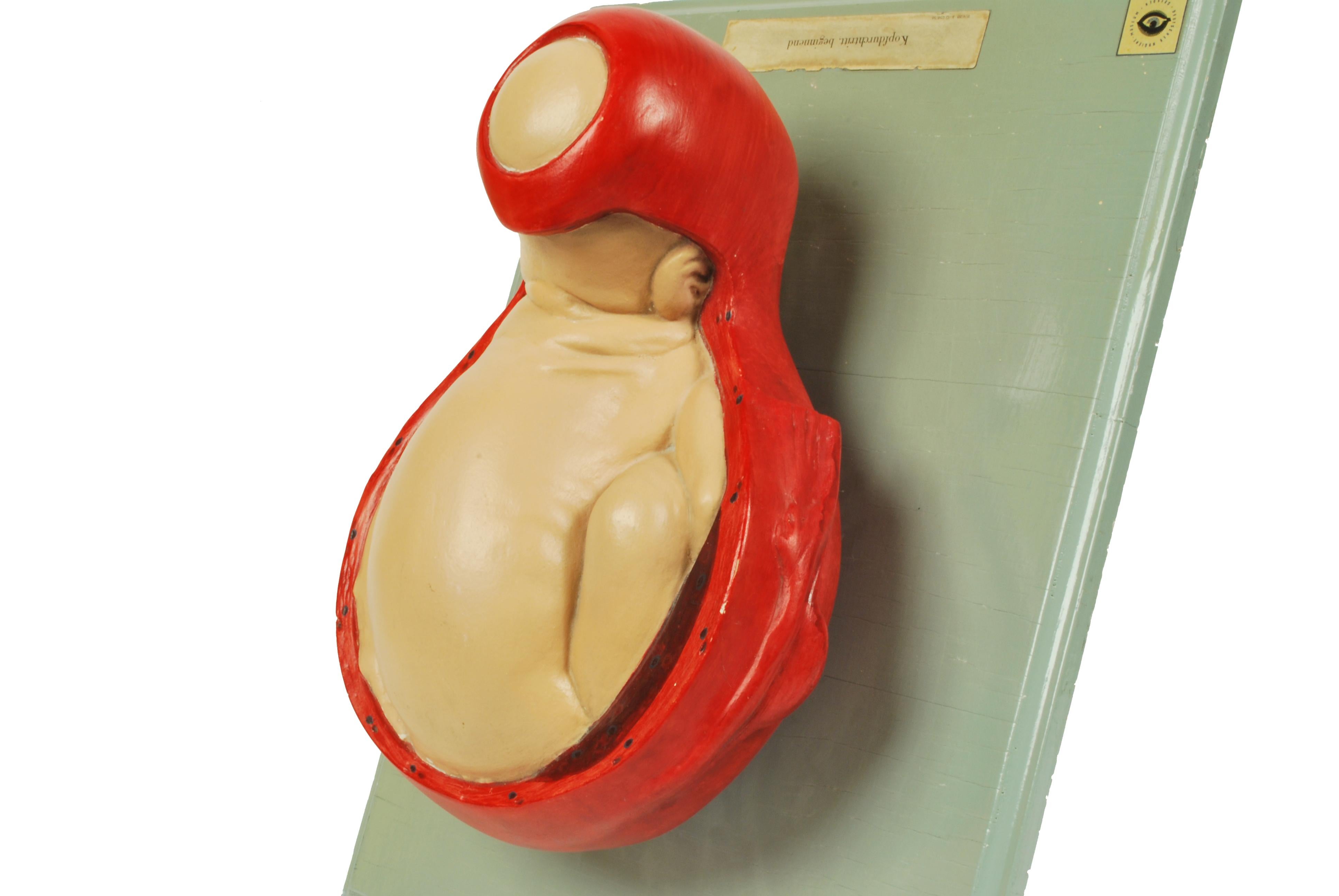1930s Educational Model Papier Maché and Plaster Decipting a Baby Borning In Good Condition For Sale In Milan, IT