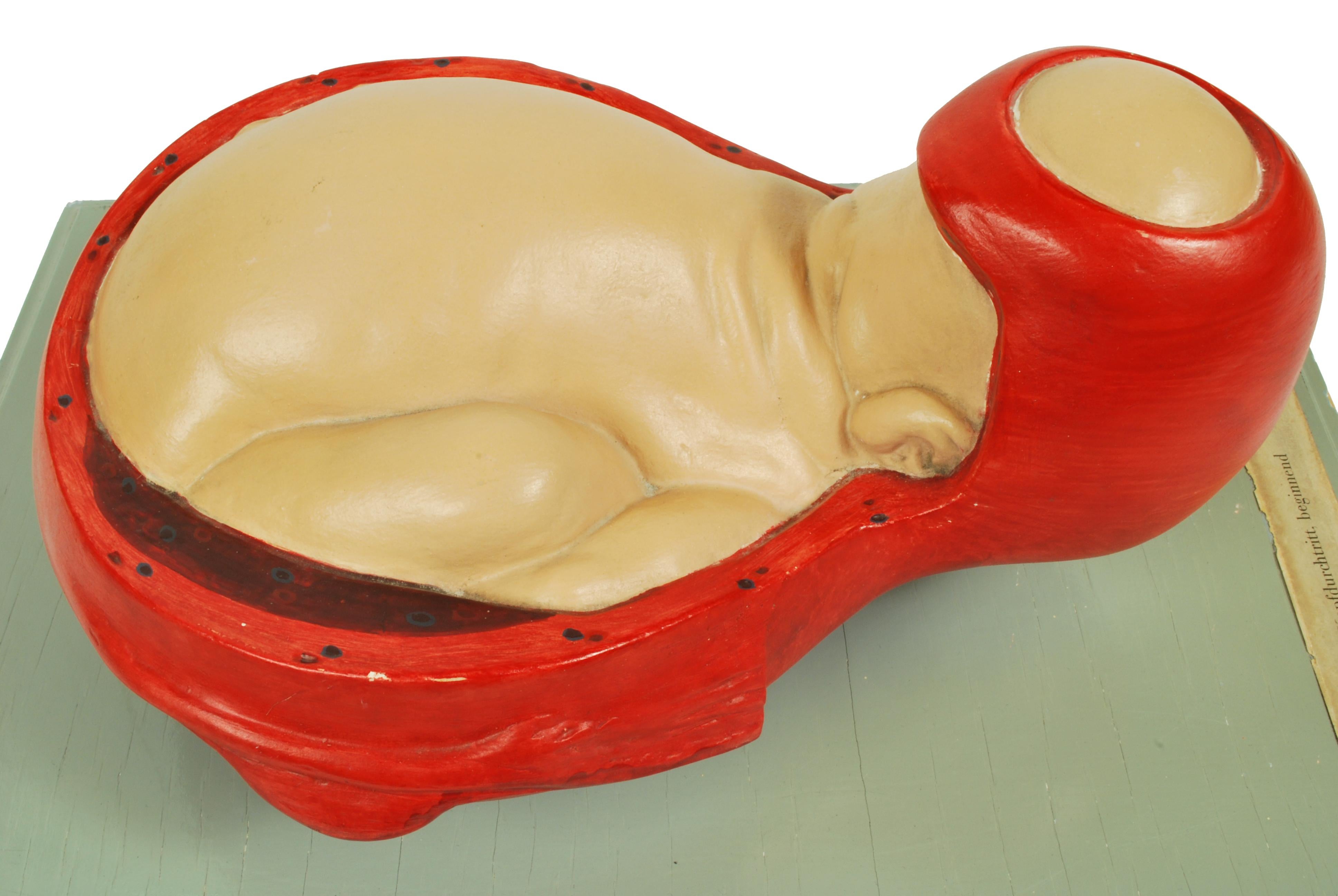 1930s Educational Model Papier Maché and Plaster Decipting a Baby Borning For Sale 3