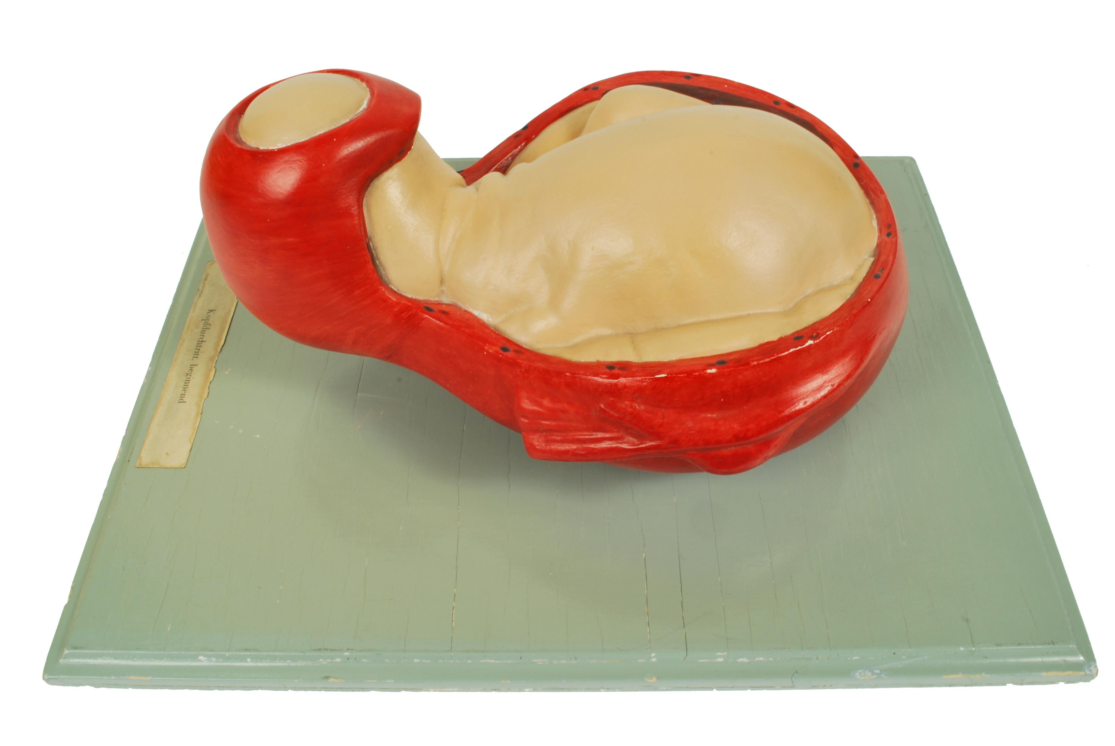 1930s Educational Model Papier Maché and Plaster Decipting a Baby Borning For Sale 5