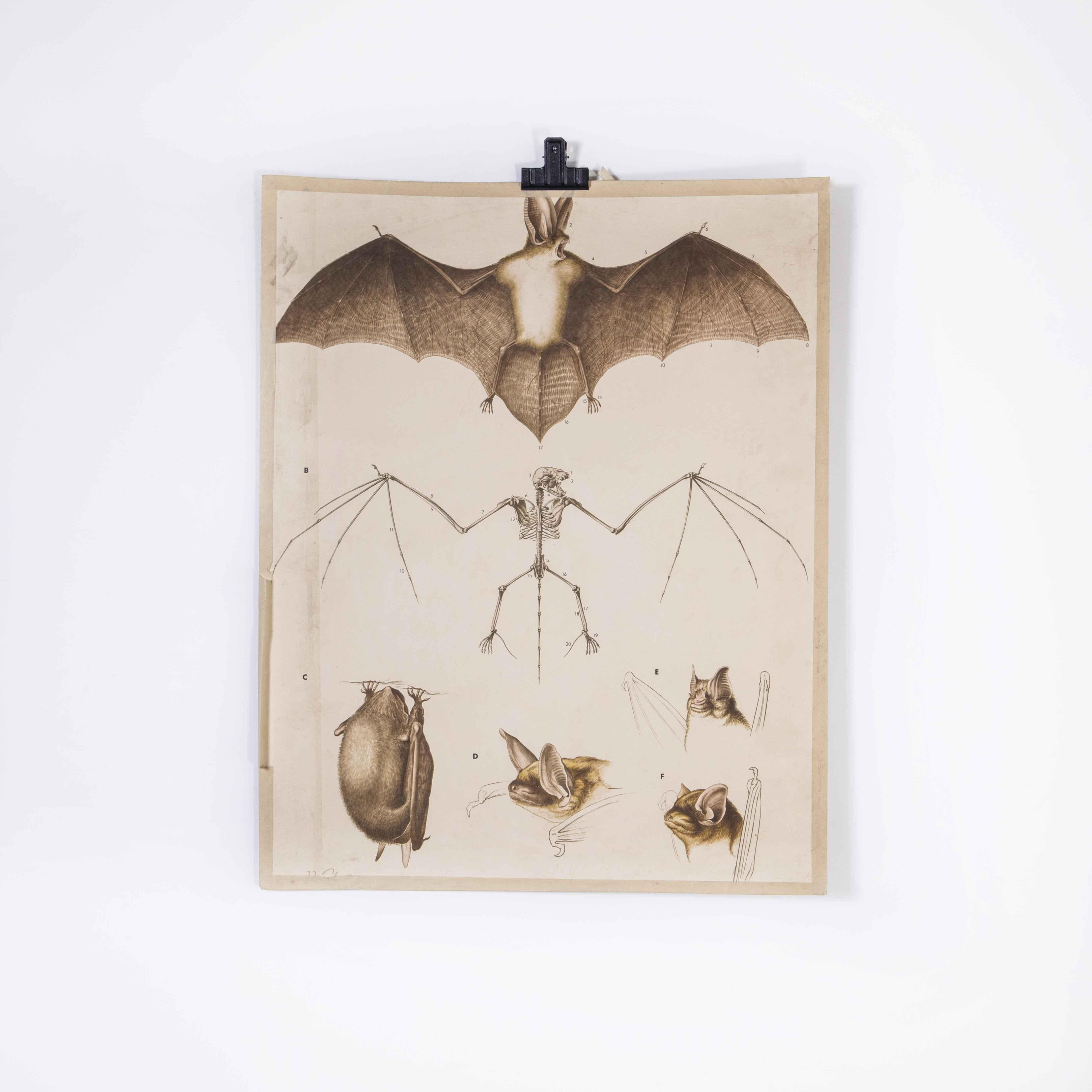 Czech 1930's Educational Poster - Bat For Sale