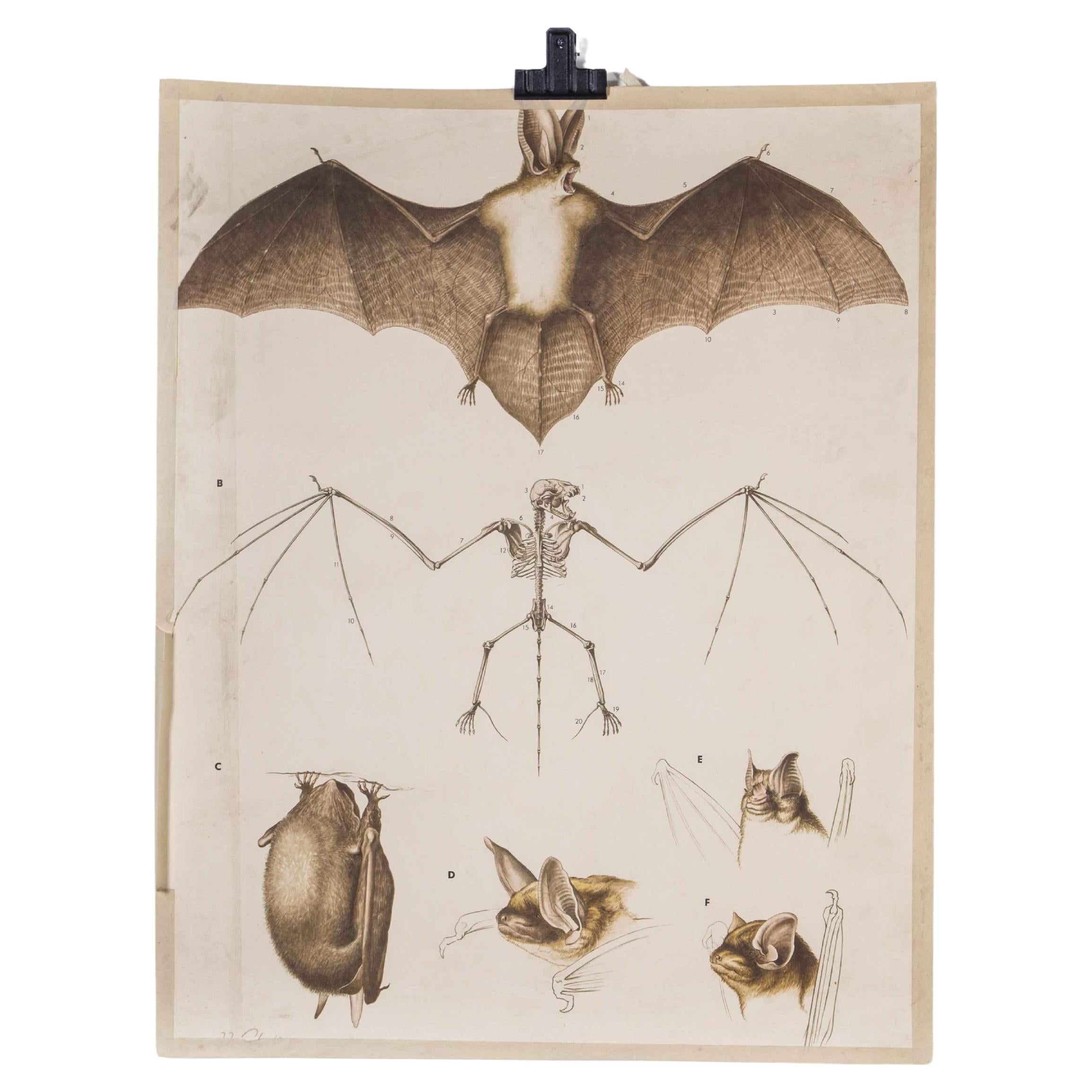 1930's Educational Poster - Bat For Sale