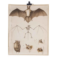 Vintage 1930's Educational Poster - Bat