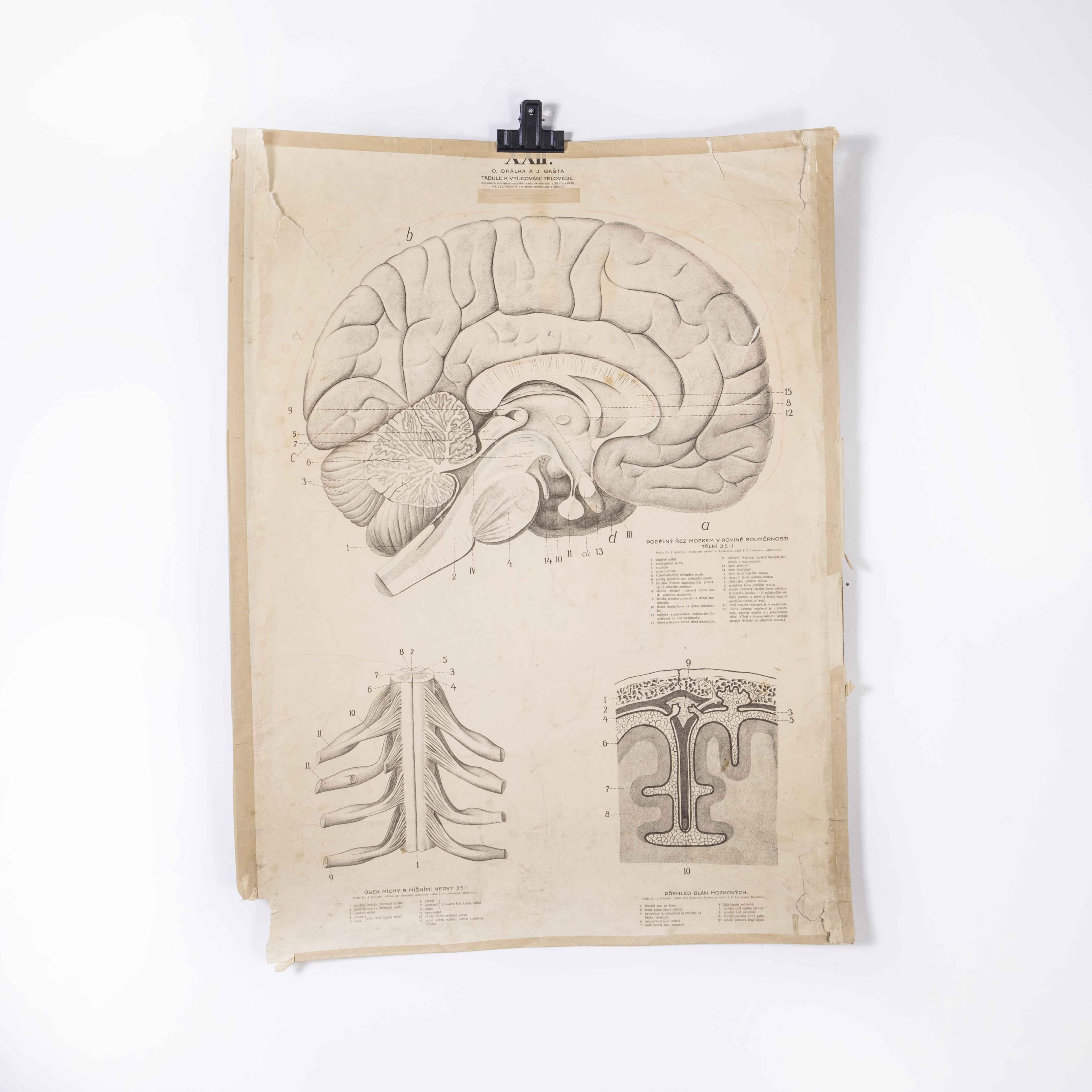 Mid-20th Century 1930's Educational Poster - Human Anatomy Brain For Sale