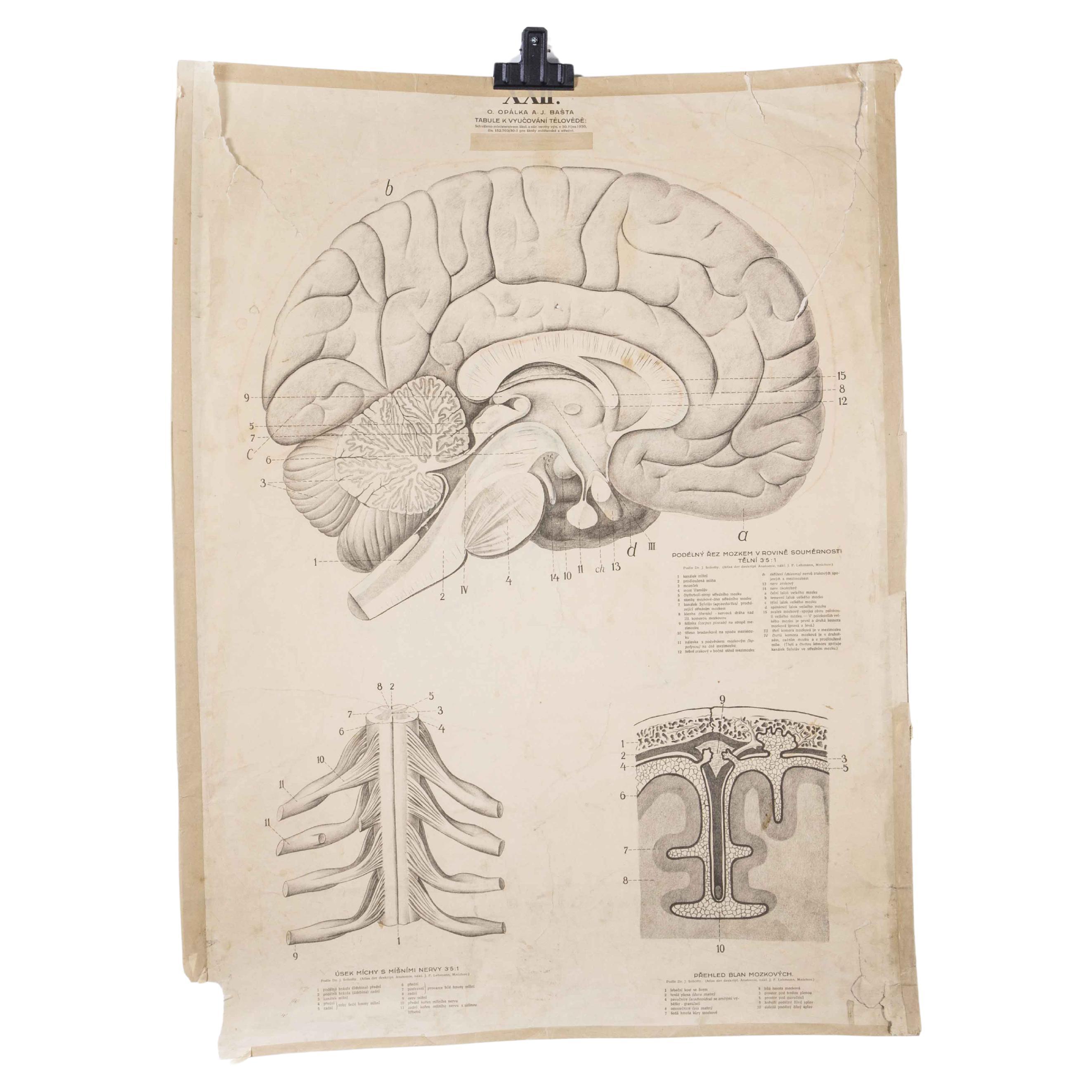 1930's Educational Poster - Human Anatomy Brain For Sale