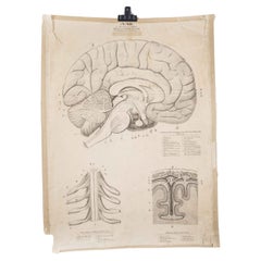 Vintage 1930's Educational Poster - Human Anatomy Brain