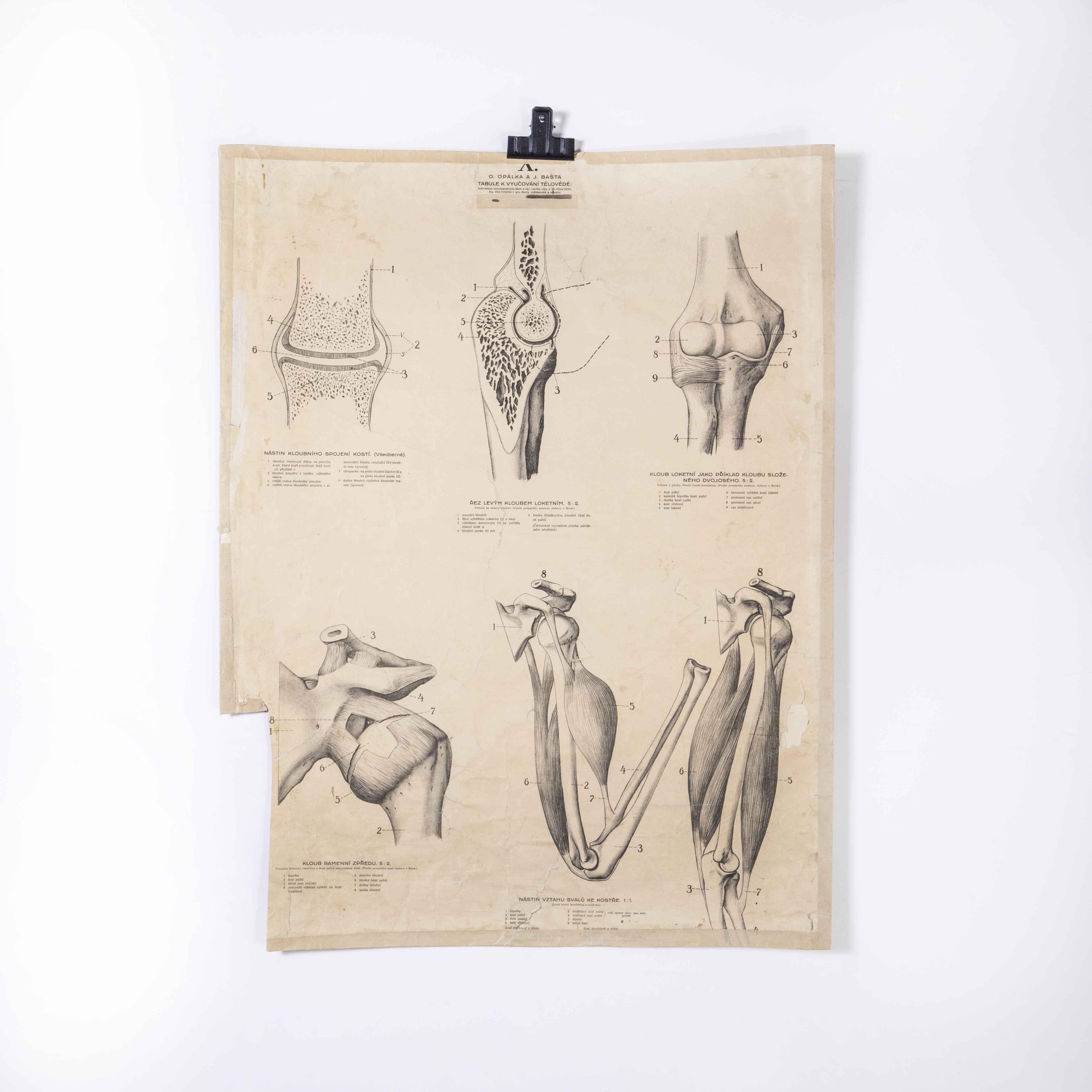 Bildungsposter aus den 1930er Jahren - Menschliche Anatomie (Tschechisch) im Angebot