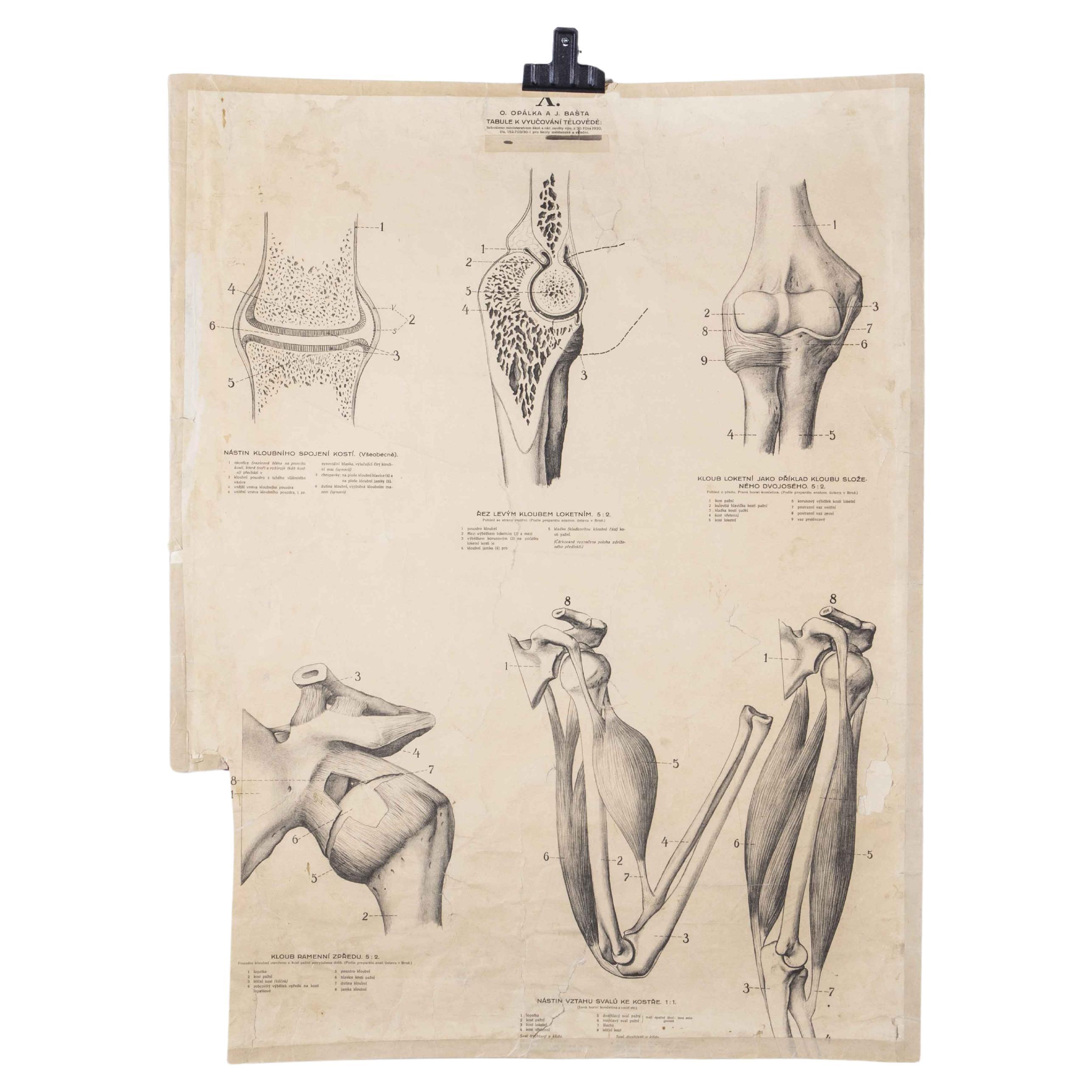 Affiche éducative des années 1930 - Anatomie humaine en vente