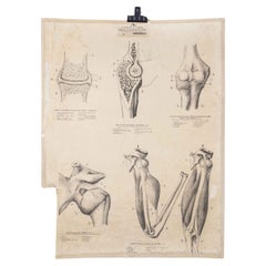 Used 1930's Educational Poster - Human Anatomy