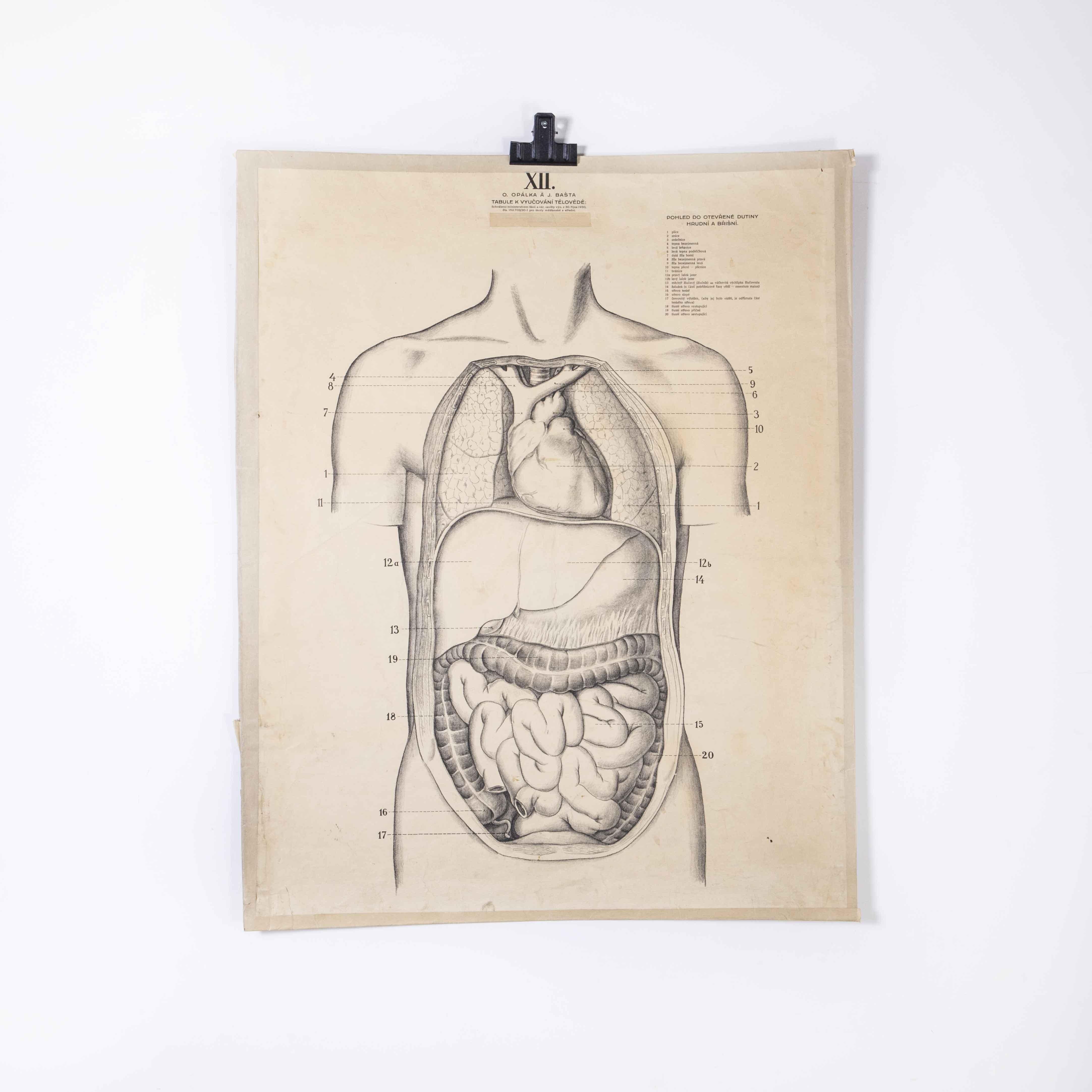 1930’s Educational Poster – Human Anatomy Internal Organs
1930’s Educational Poster – Human Anatomy Internal Organs. Early 20th century Czechoslovakian educational chart. A rare and vintage wall chart from the Czech Republic illustrating the human