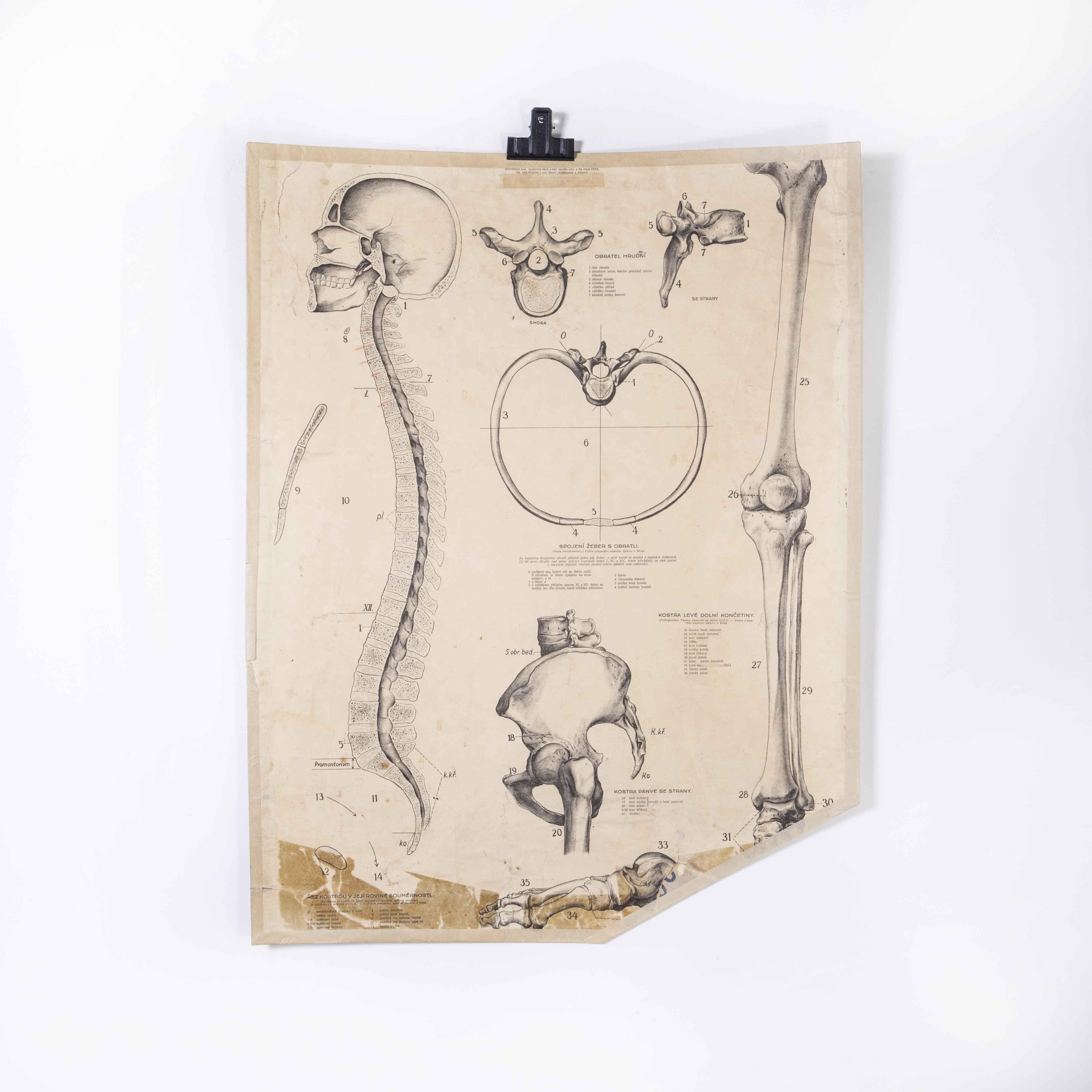 Tchèque Affiche éducative des années 1930 - Anatomy Spine en vente