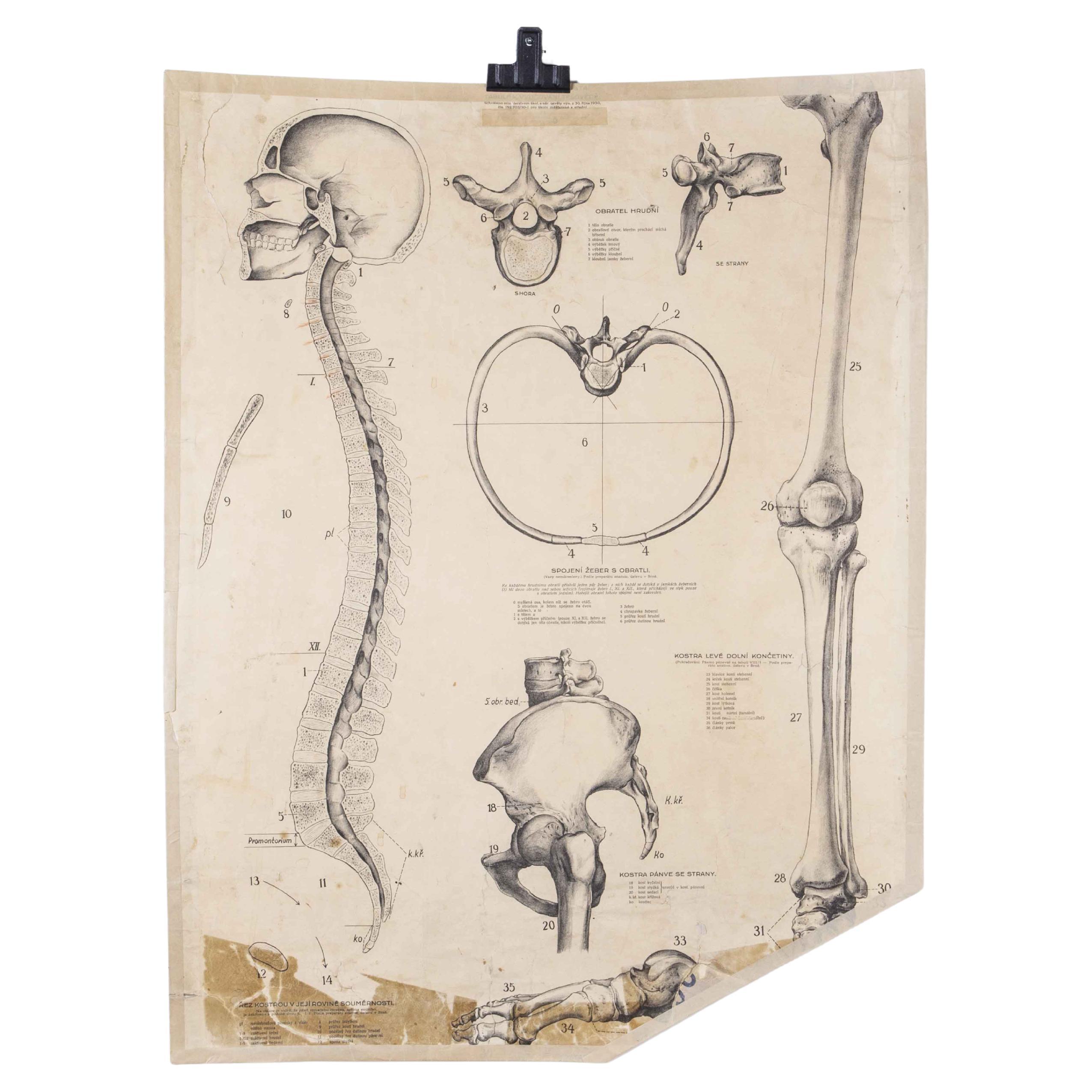 Bildungsposter aus den 1930er Jahren - Menschliche Anatomie Wirbelsäule im Angebot