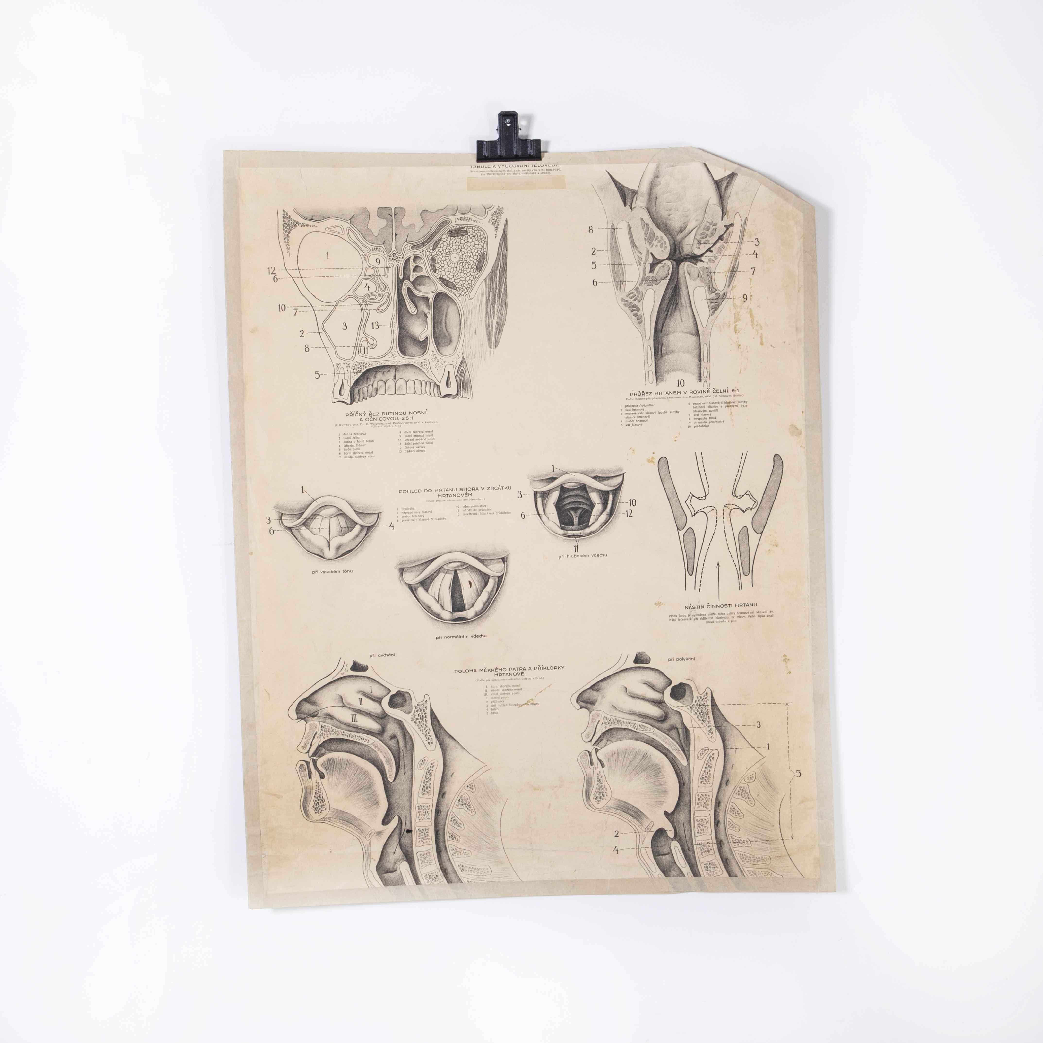 Tchèque Affiche éducative des années 1930 - Throat d'anatomie humaine en vente