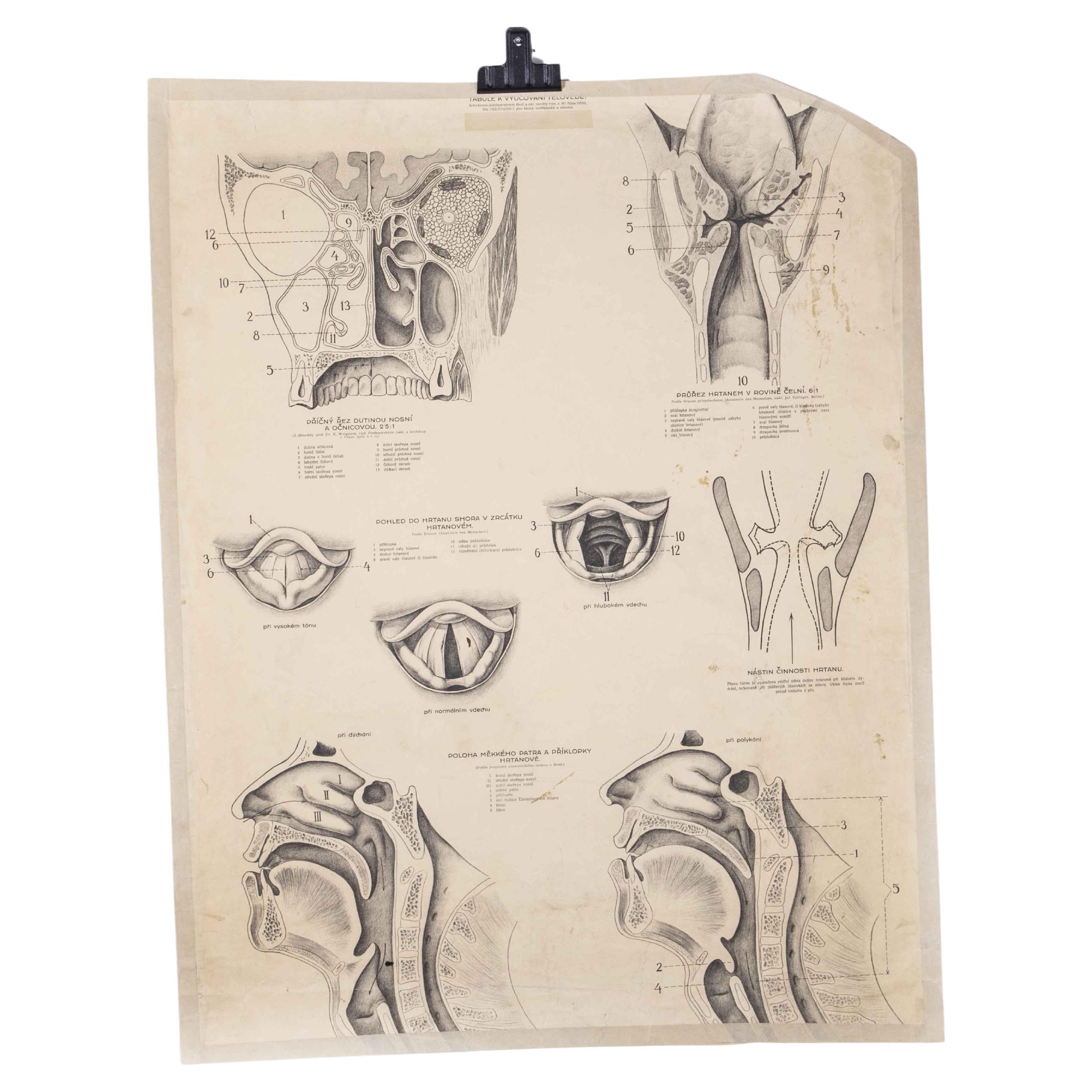 Affiche éducative des années 1930 - Throat d'anatomie humaine en vente