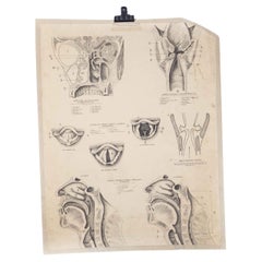 Vintage 1930's Educational Poster - Human Anatomy Throat