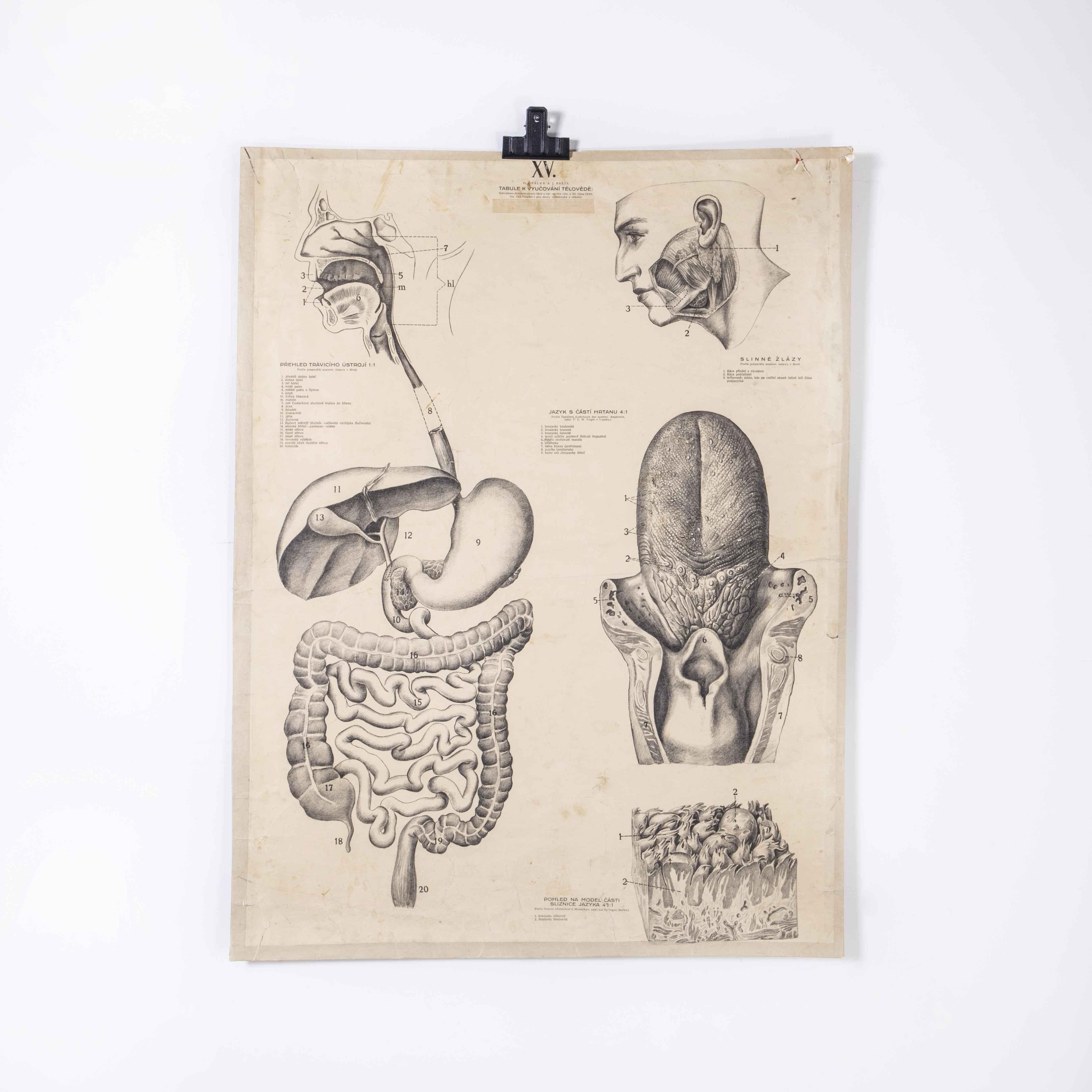 Tchèque Affiche éducative des années 1930 - Tongue d'anatomie humaine en vente