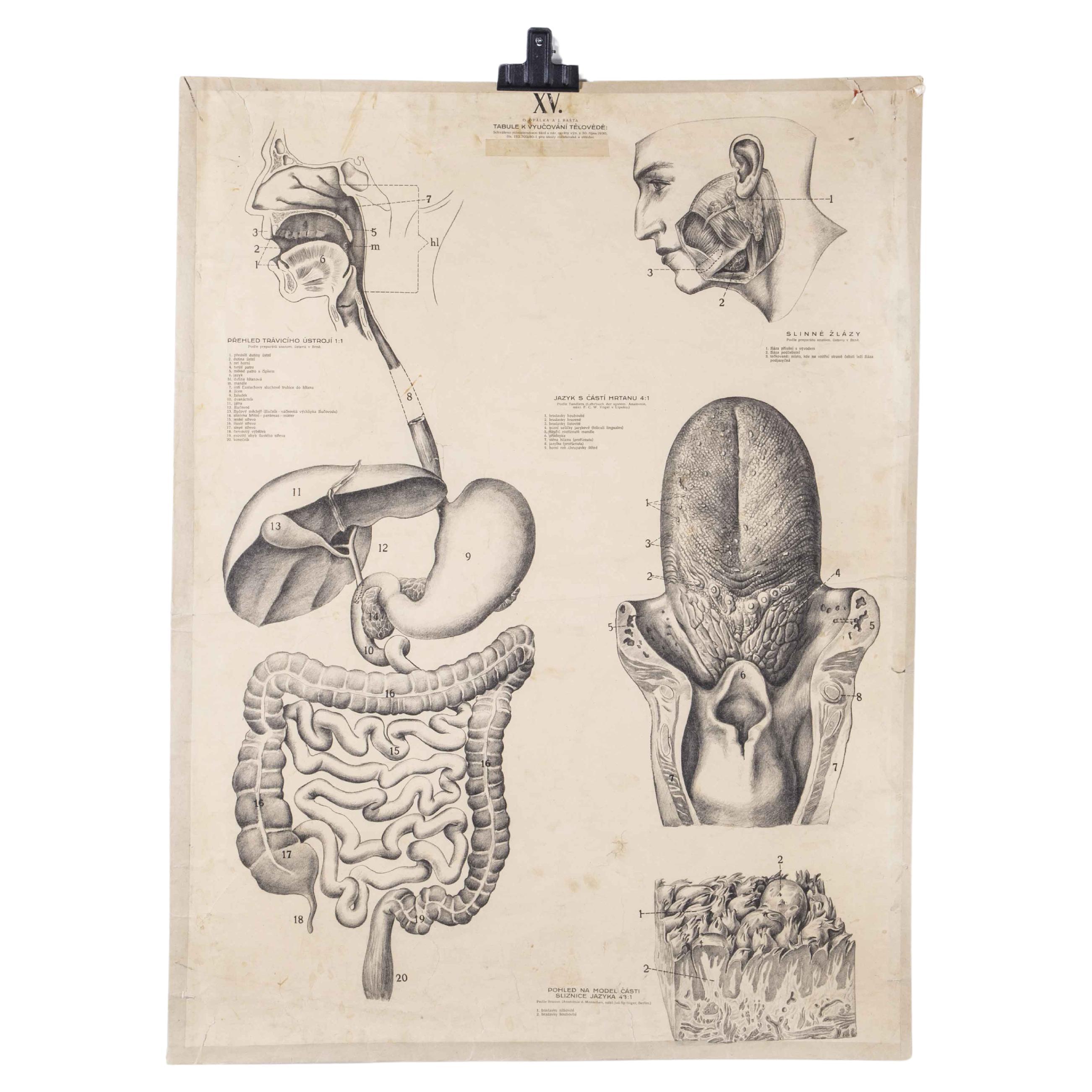 Affiche éducative des années 1930 - Tongue d'anatomie humaine en vente