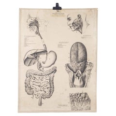 1930's Educational Poster - Menschliche Anatomie Zunge