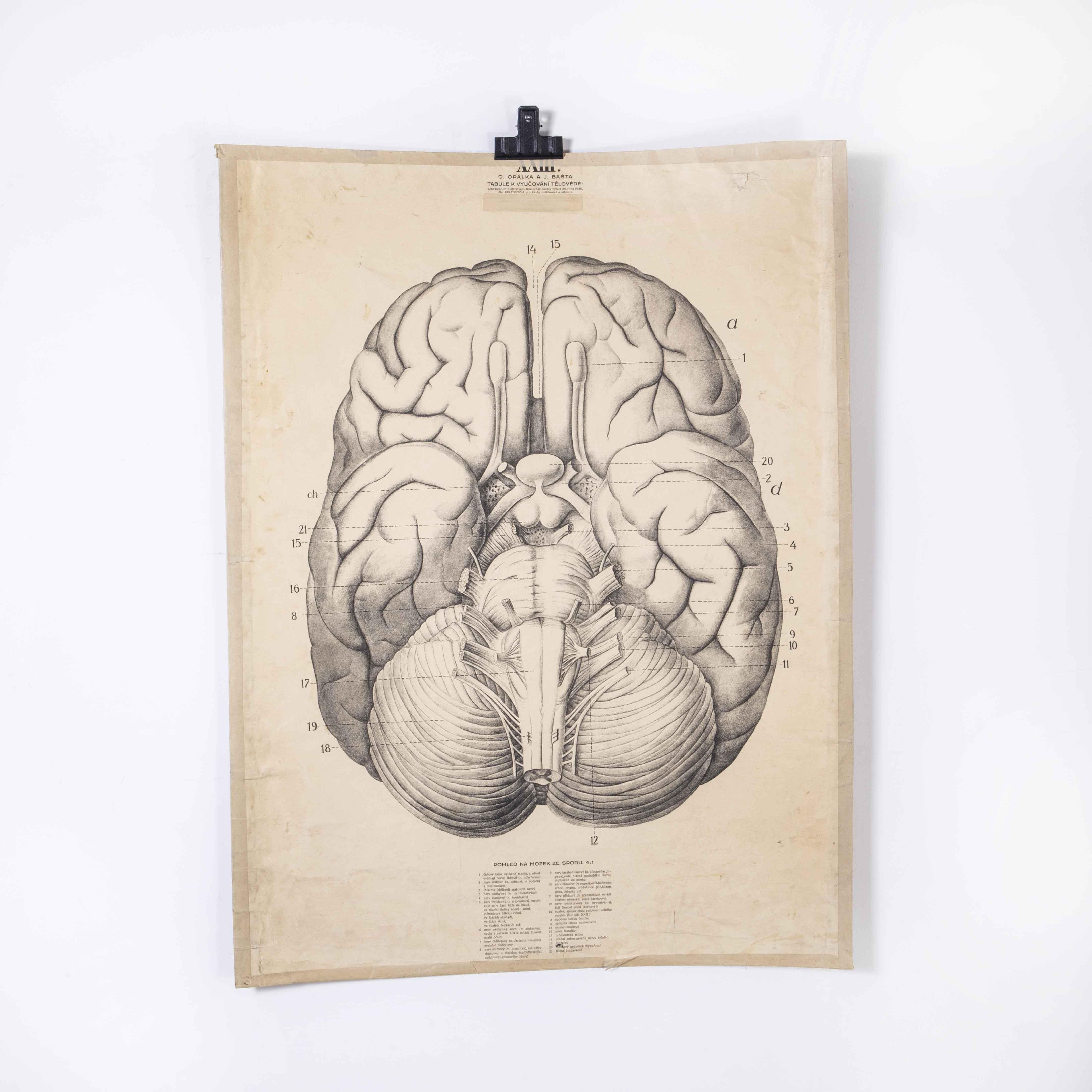 Czech 1930's Educational Poster - Human Brain For Sale