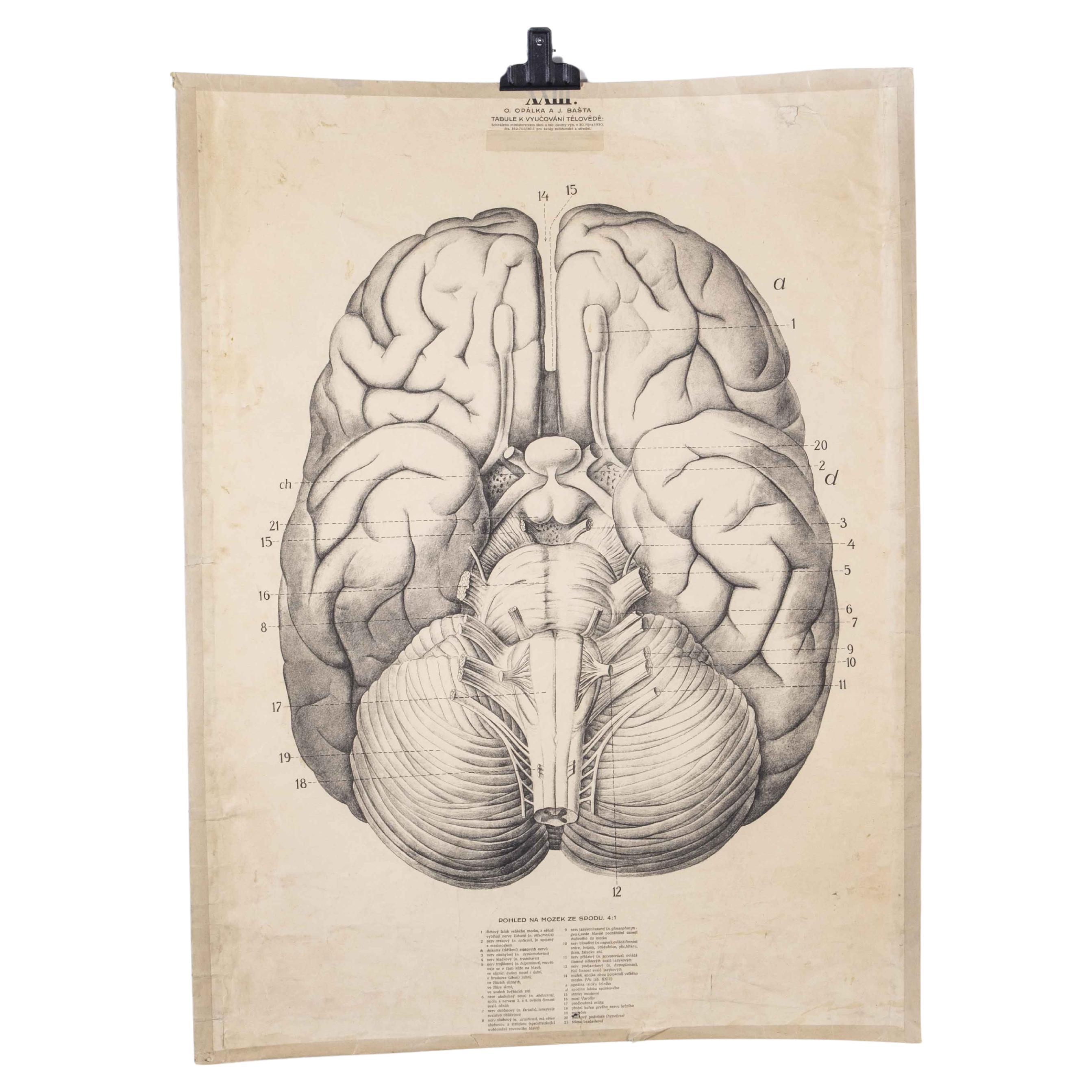 1930's Educational Poster - Human Brain For Sale