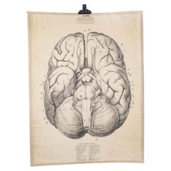 Used 1930's Educational Poster - Human Brain
