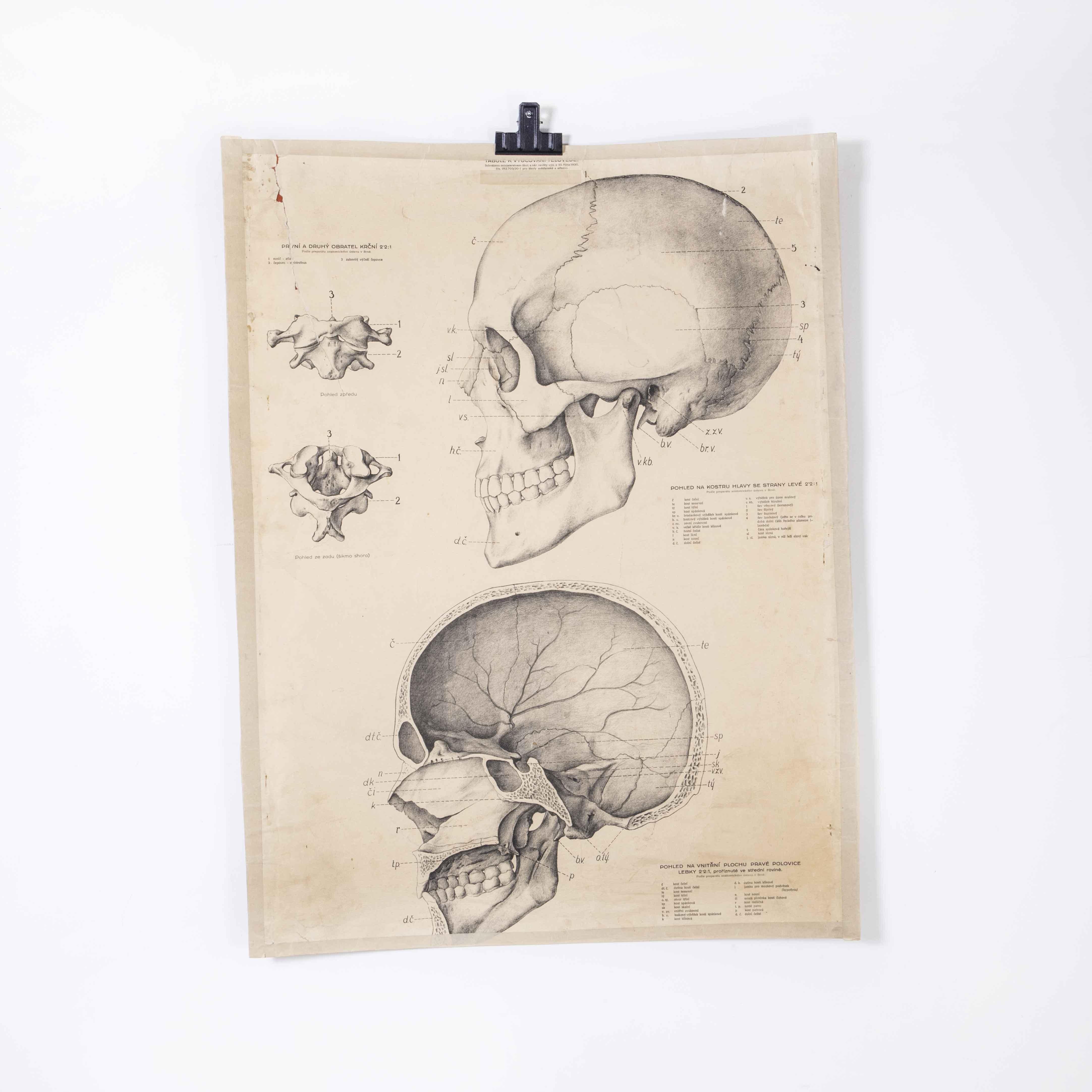 Czech 1930's Educational Poster - Human Skull For Sale