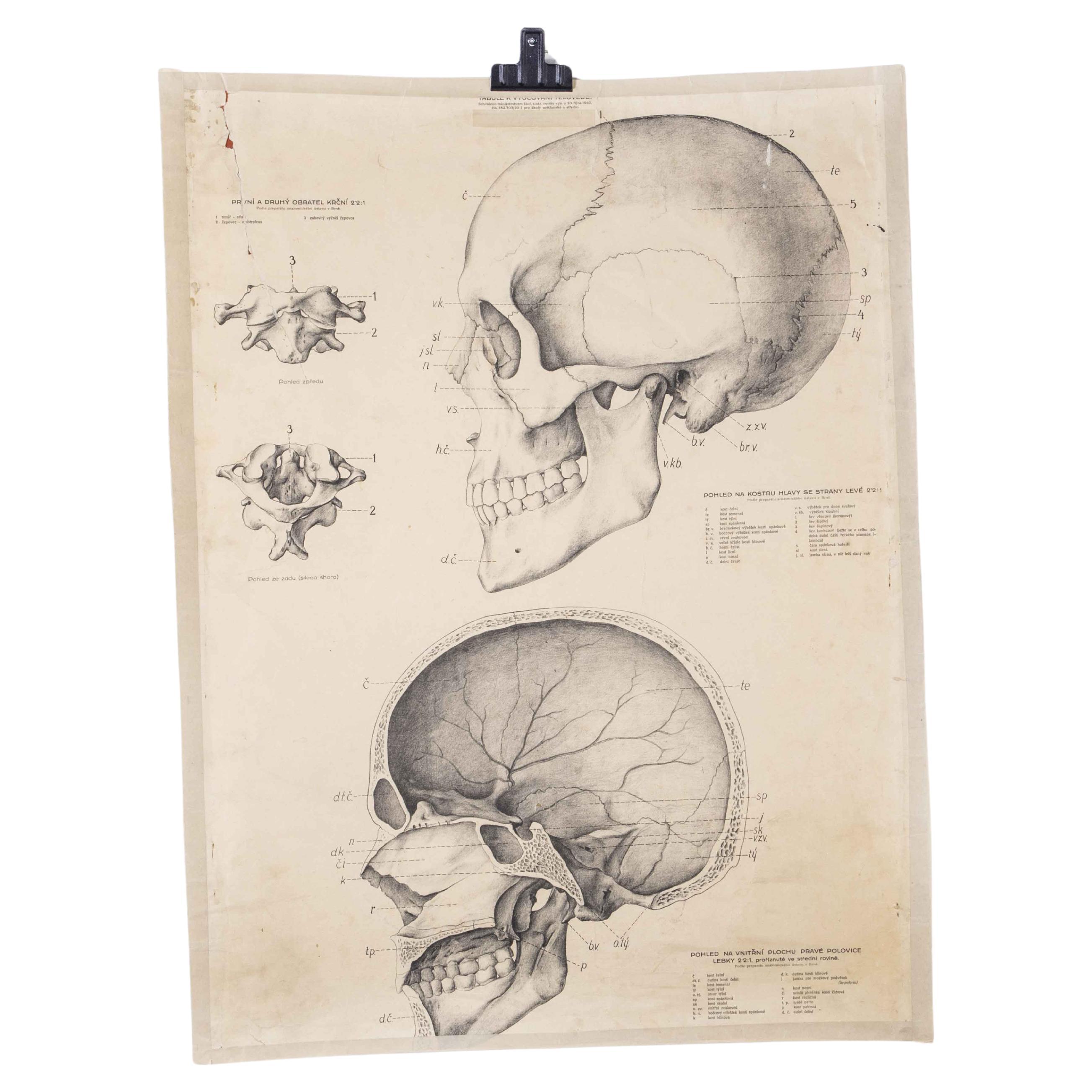Affiche éducative des années 1930 - crâne humain en vente