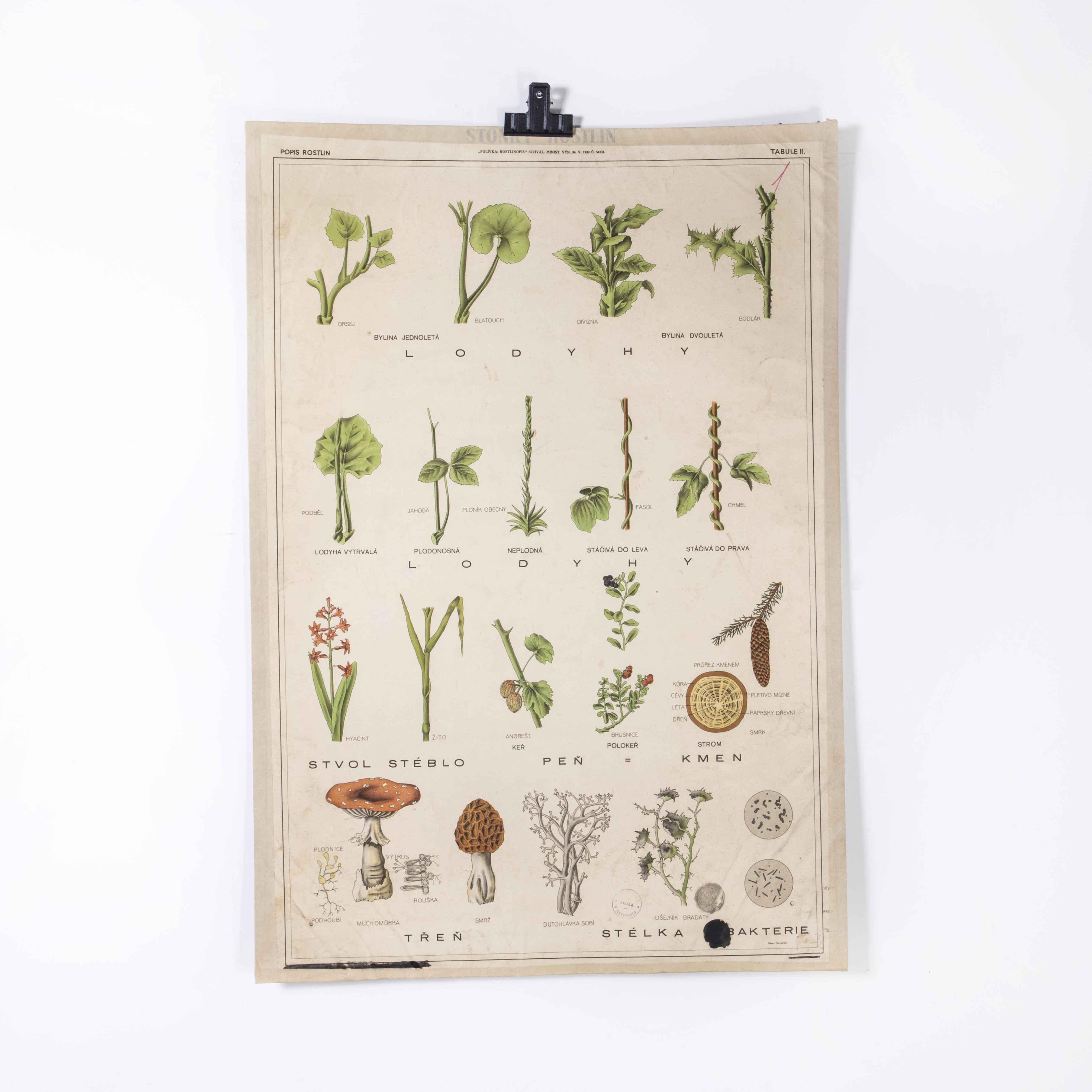 Czech 1930's Educational Poster - Plant Life For Sale