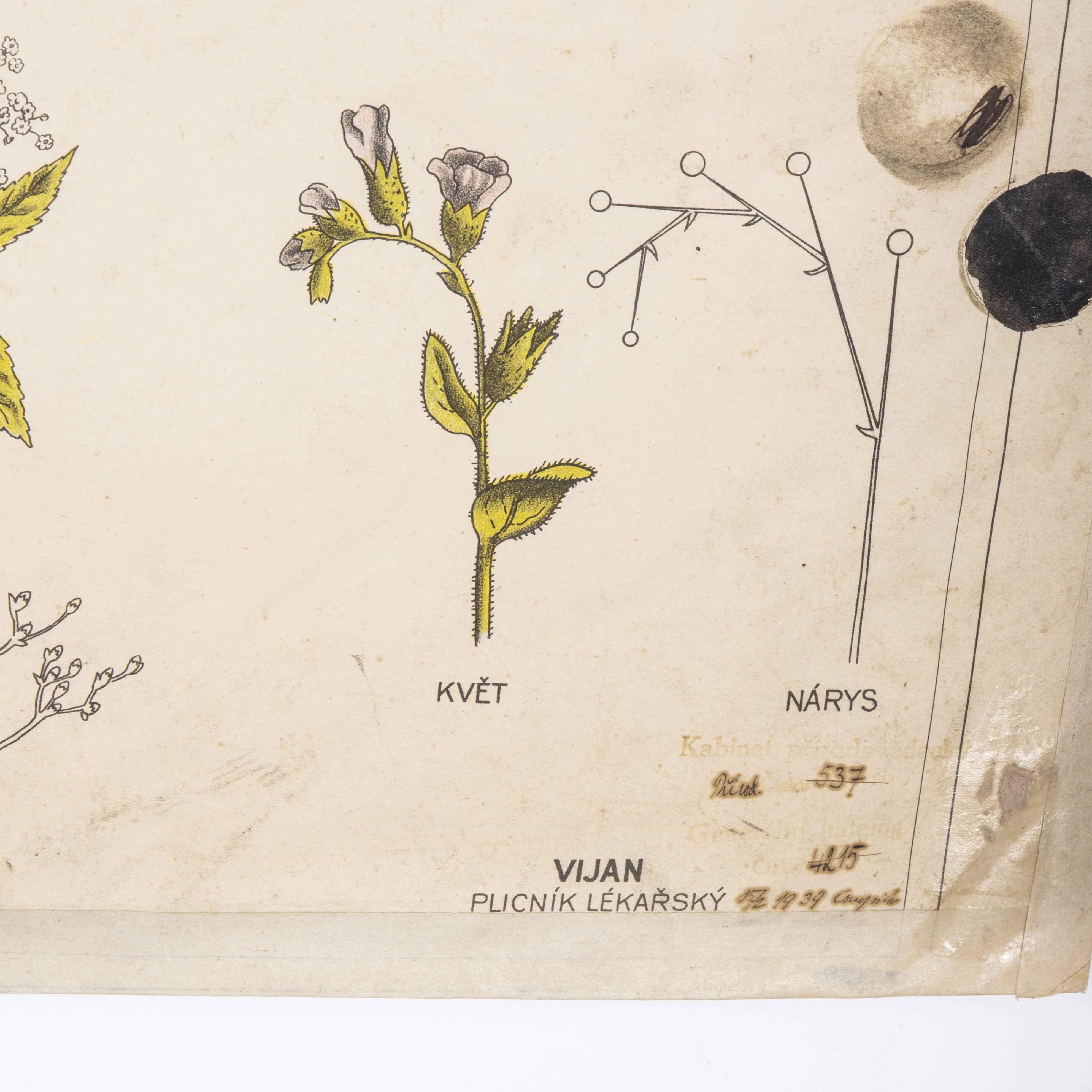 1930's Educational Poster - Plant Life In Good Condition In Hook, Hampshire