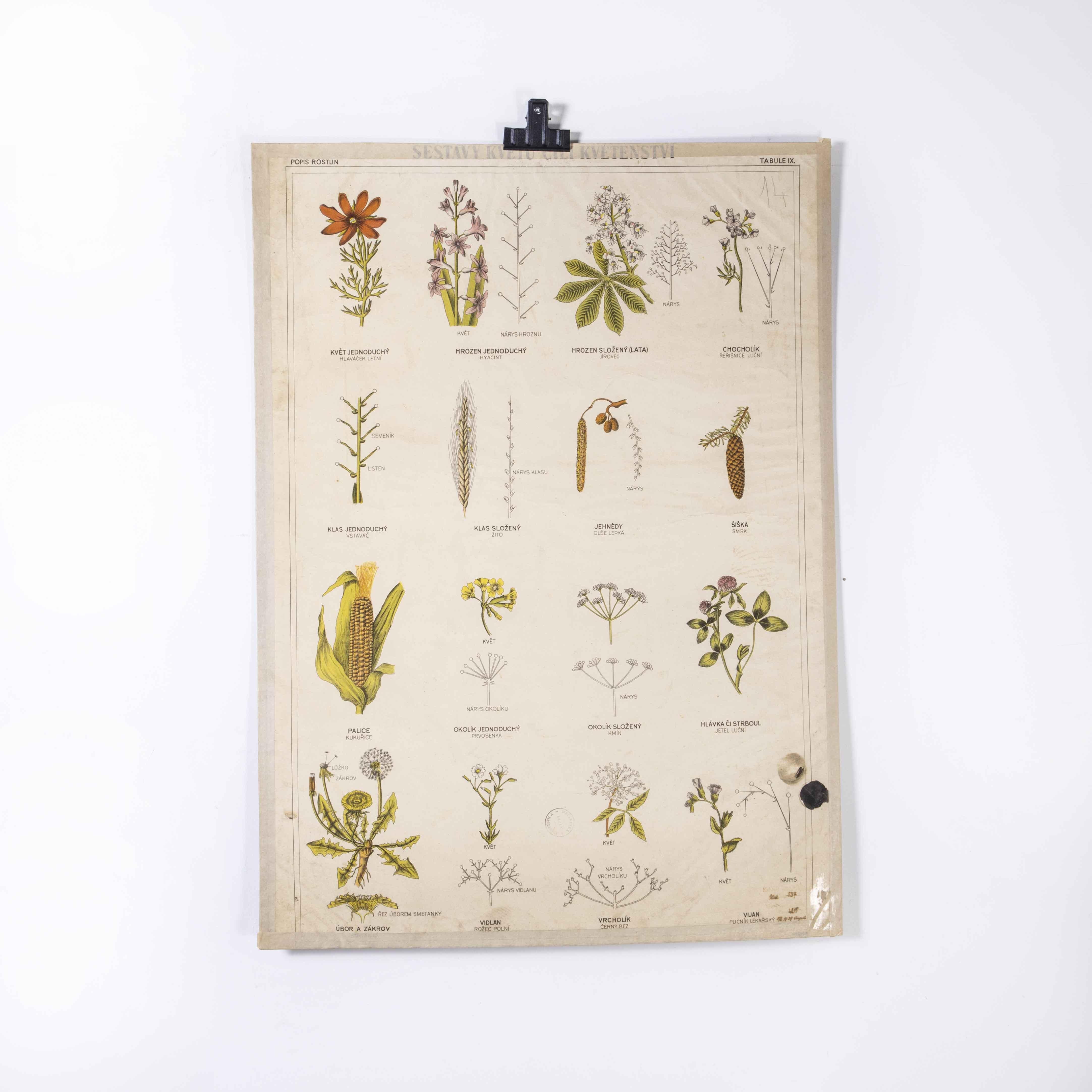 Mid-20th Century 1930's Educational Poster - Plant Life