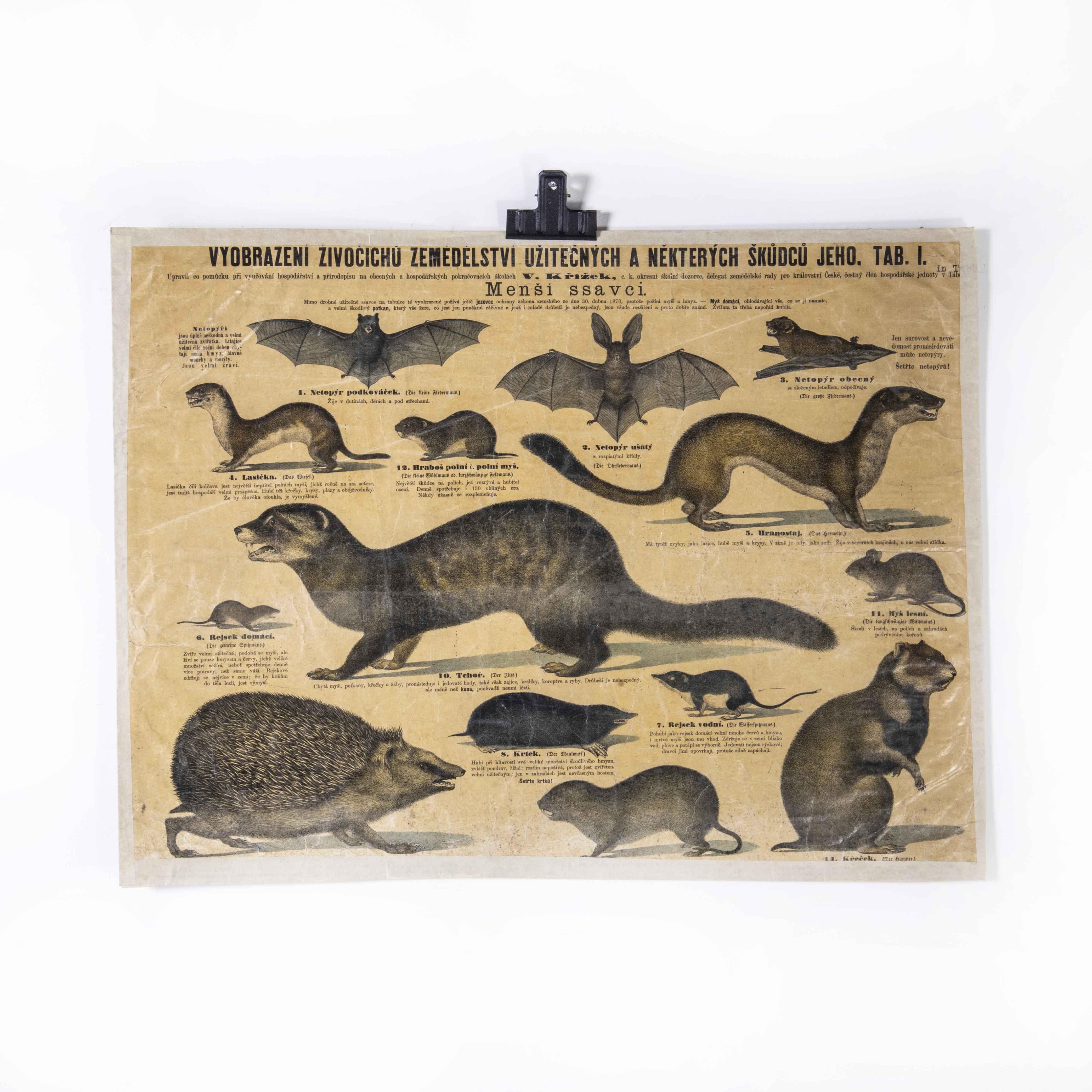 Tchèque Affiche éducative des années 1930 - Petits Mammals en vente