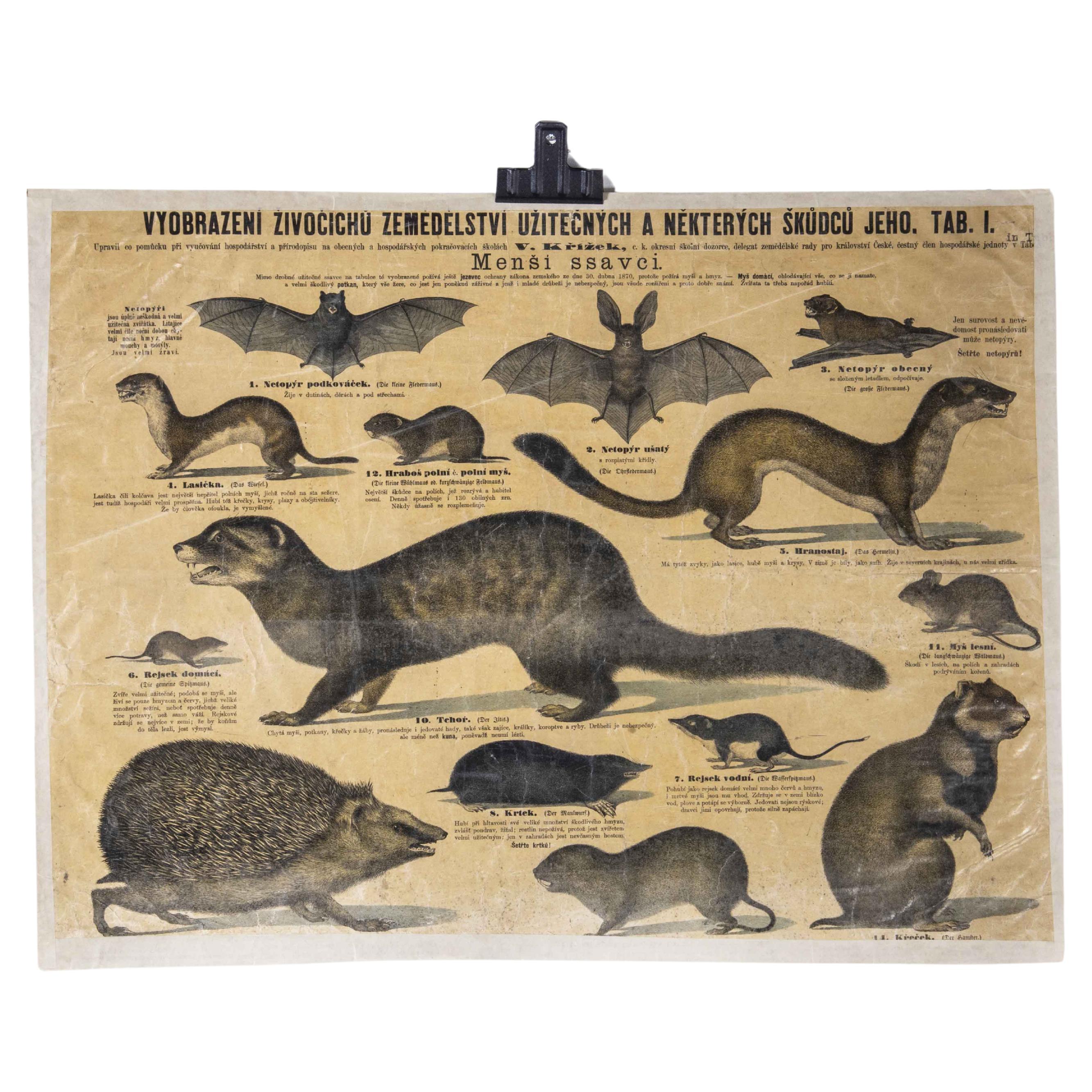 Affiche éducative des années 1930 - Petits Mammals en vente