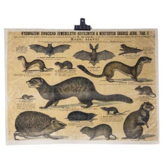 Vintage 1930's Educational Poster - Smaller Mammals