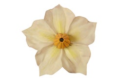 Enlarged Botanical Didactic German Model Solarum Tuberosum Kartoffelblume, 1930er Jahre