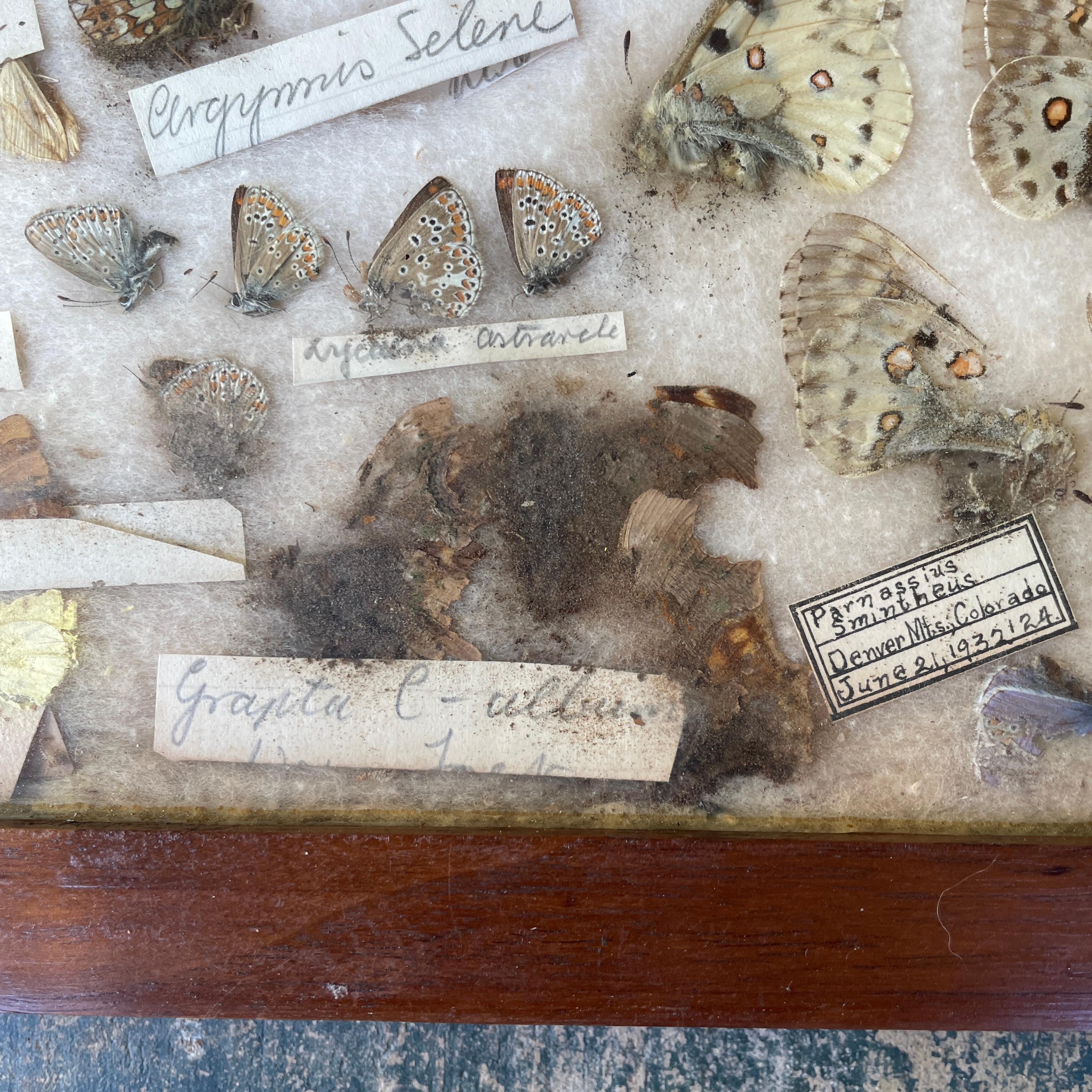 1930s Entomology Moth & Butterfly Collection Wall Display Rare Extinct Bugs en vente 2