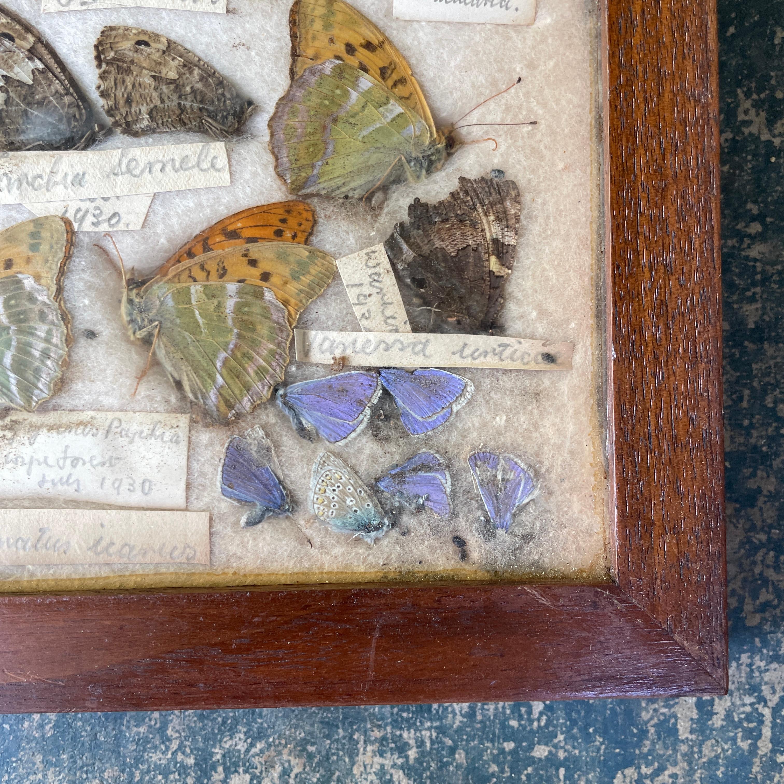 1930s Entomology Moth & Butterfly Collection Wall Display Rare Extinct Bugs en vente 3
