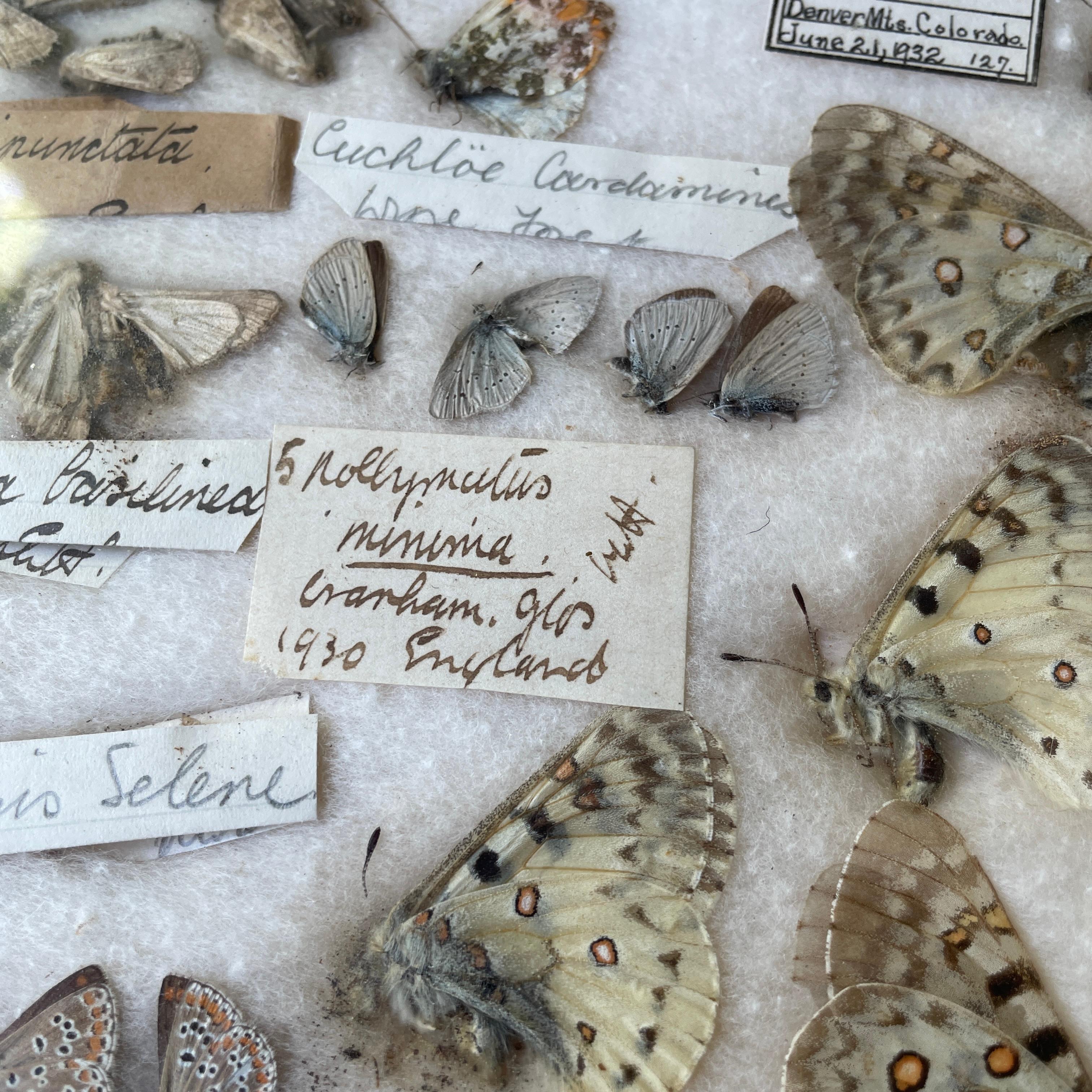 1930s Entomology Moth & Butterfly Collection Wall Display Rare Extinct Bugs en vente 4