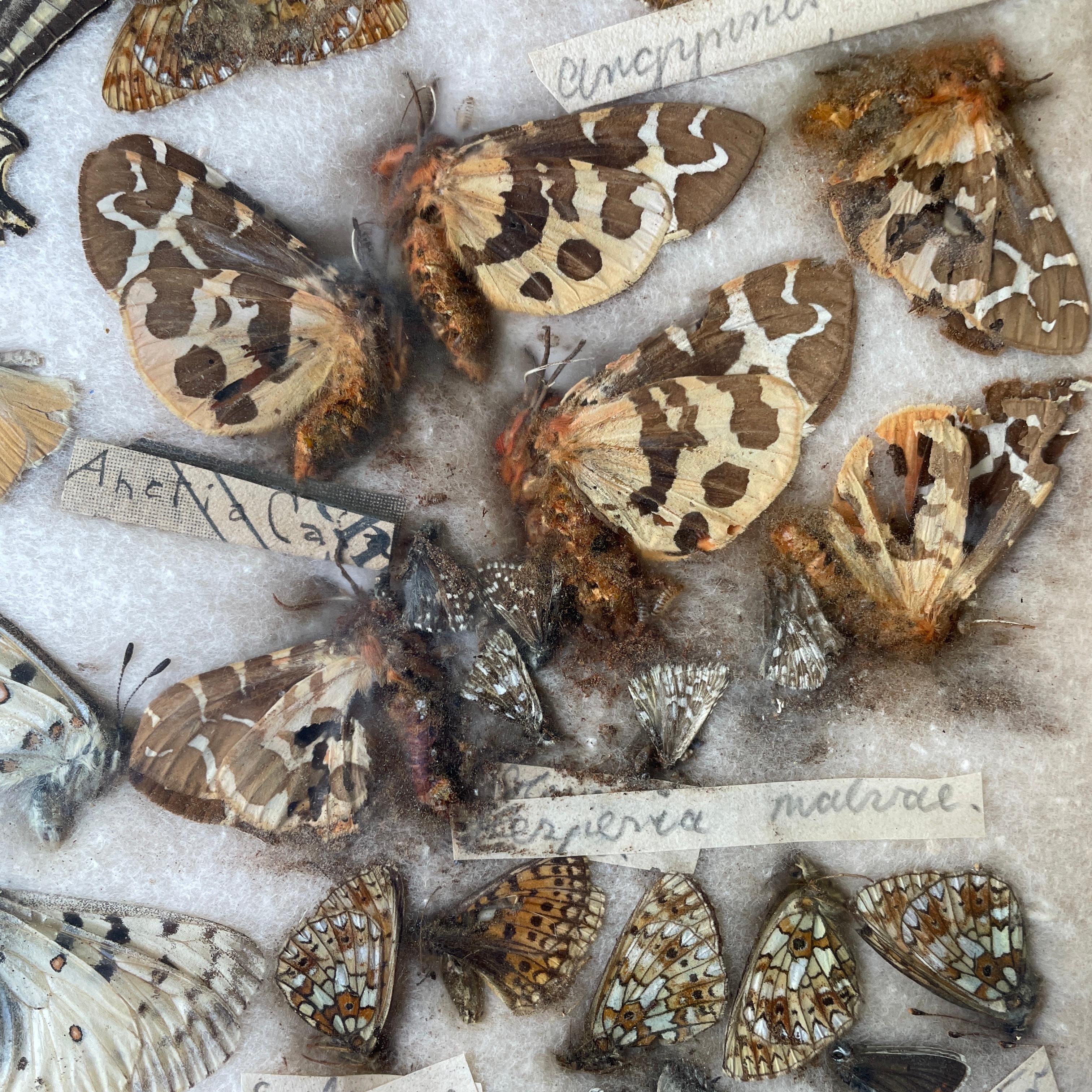 1930s Entomology Moth & Butterfly Collection Wall Display Rare Extinct Bugs en vente 5