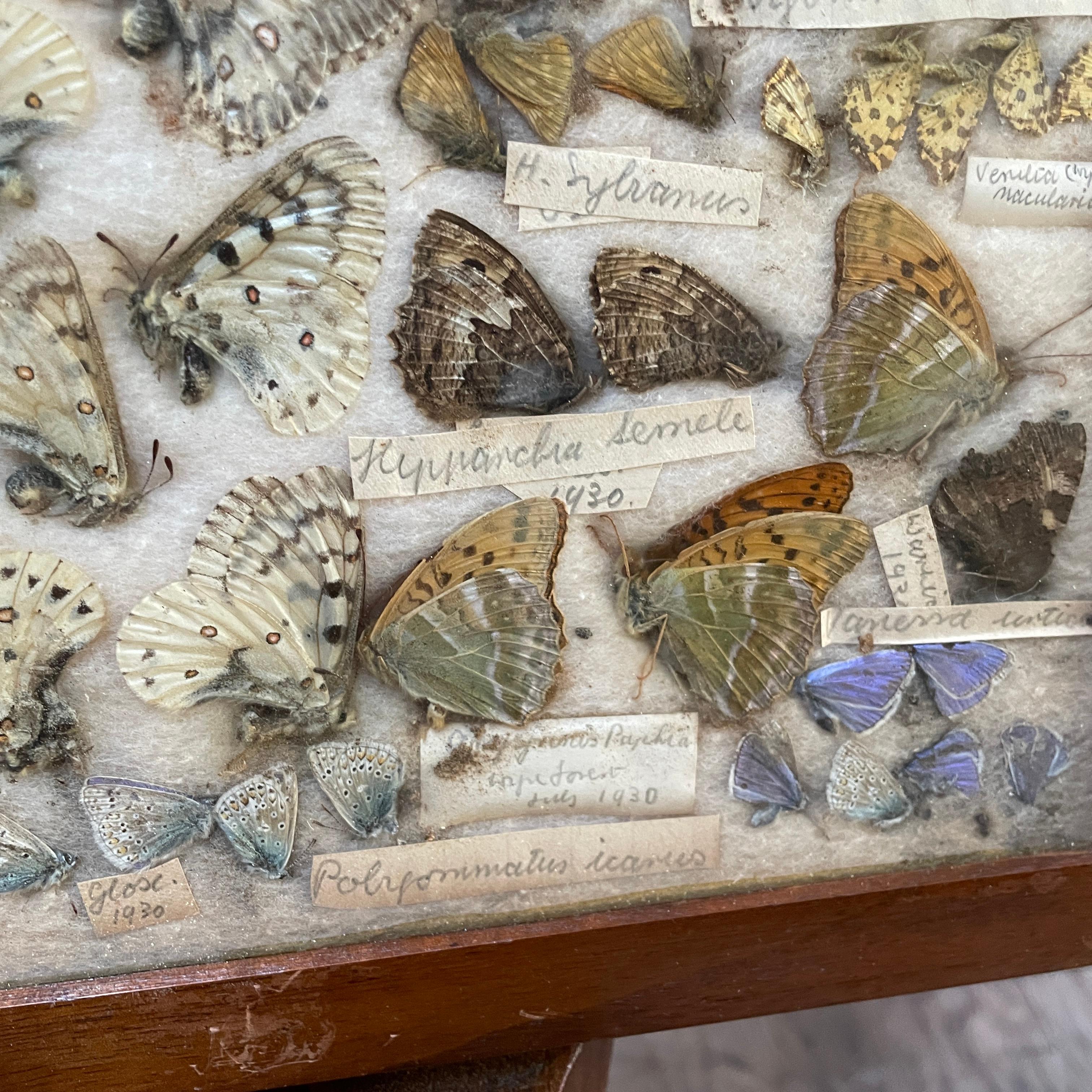 1930s Entomology Moth & Butterfly Collection Wall Display Rare Extinct Bugs en vente 6