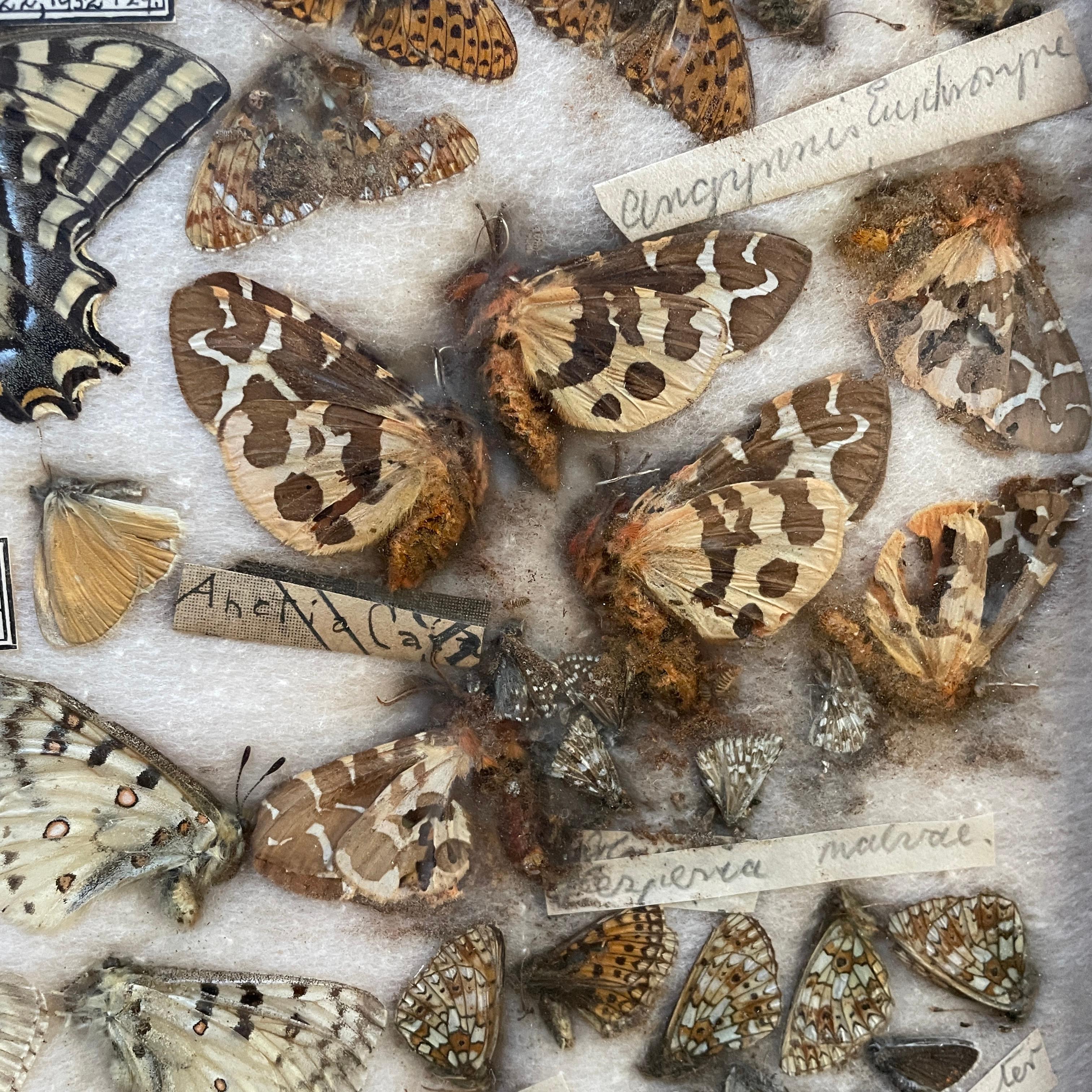 1930s Entomology Moth & Butterfly Collection Wall Display Rare Extinct Bugs en vente 8