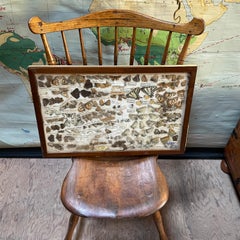 1930s Entomology Moth & Butterfly Collection Wall Display Rare Extinct Bugs