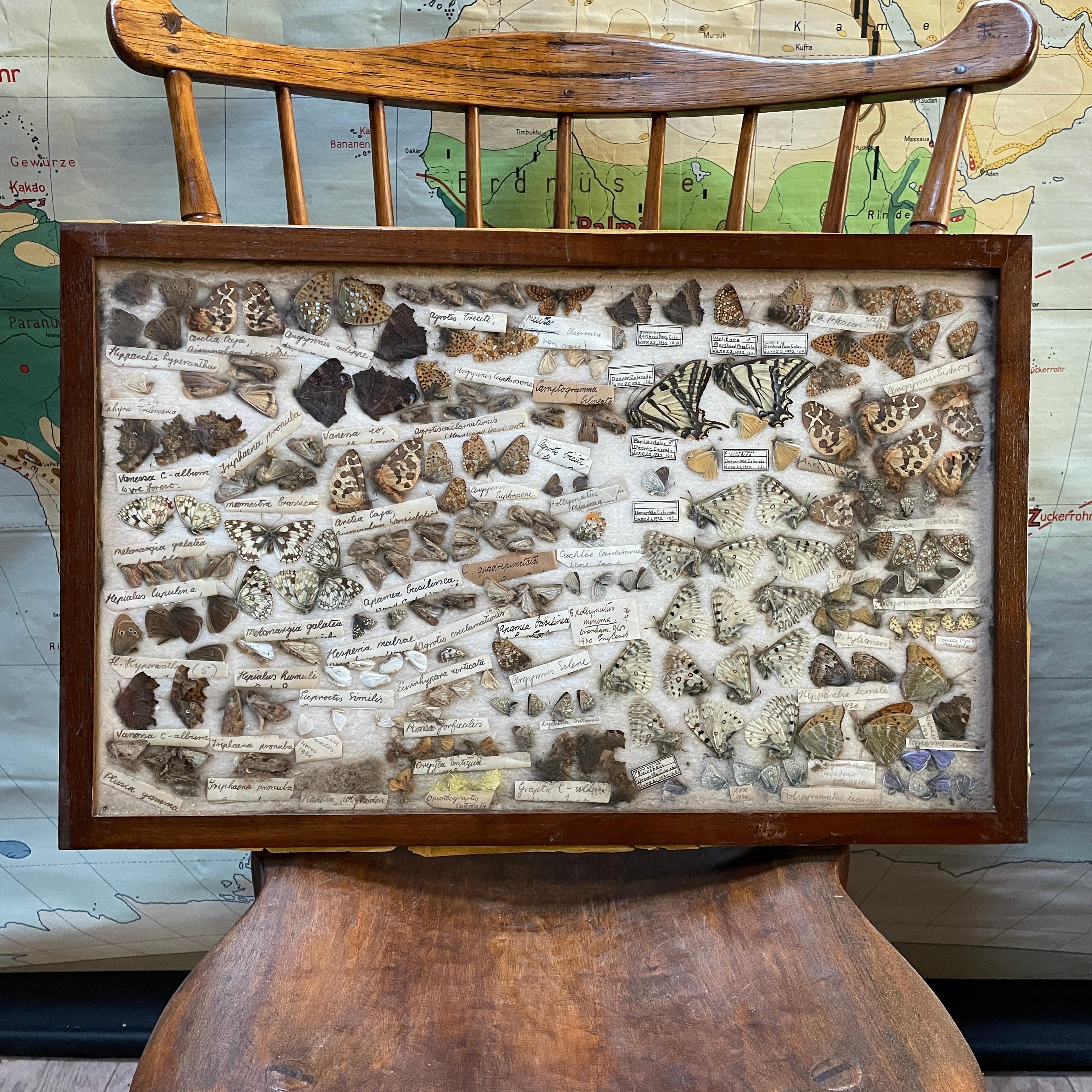 Mid-Century Modern 1930s Entomology Moth & Butterfly Collection Wall Display Rare Extinct Bugs en vente