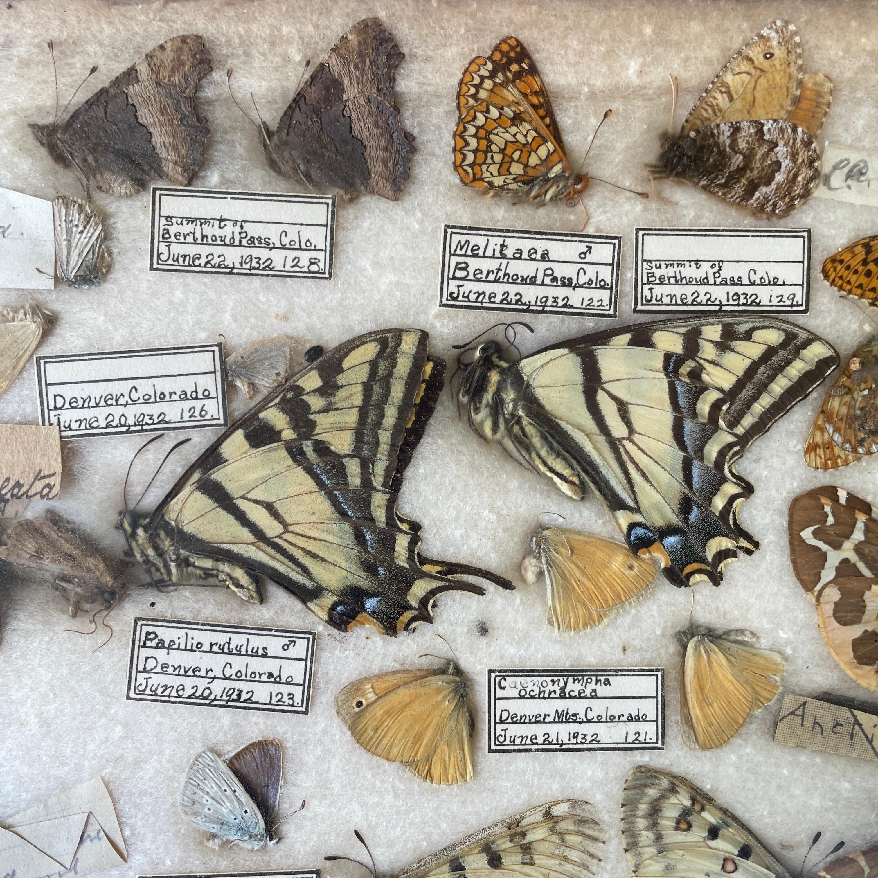 Fait main 1930s Entomology Moth & Butterfly Collection Wall Display Rare Extinct Bugs en vente