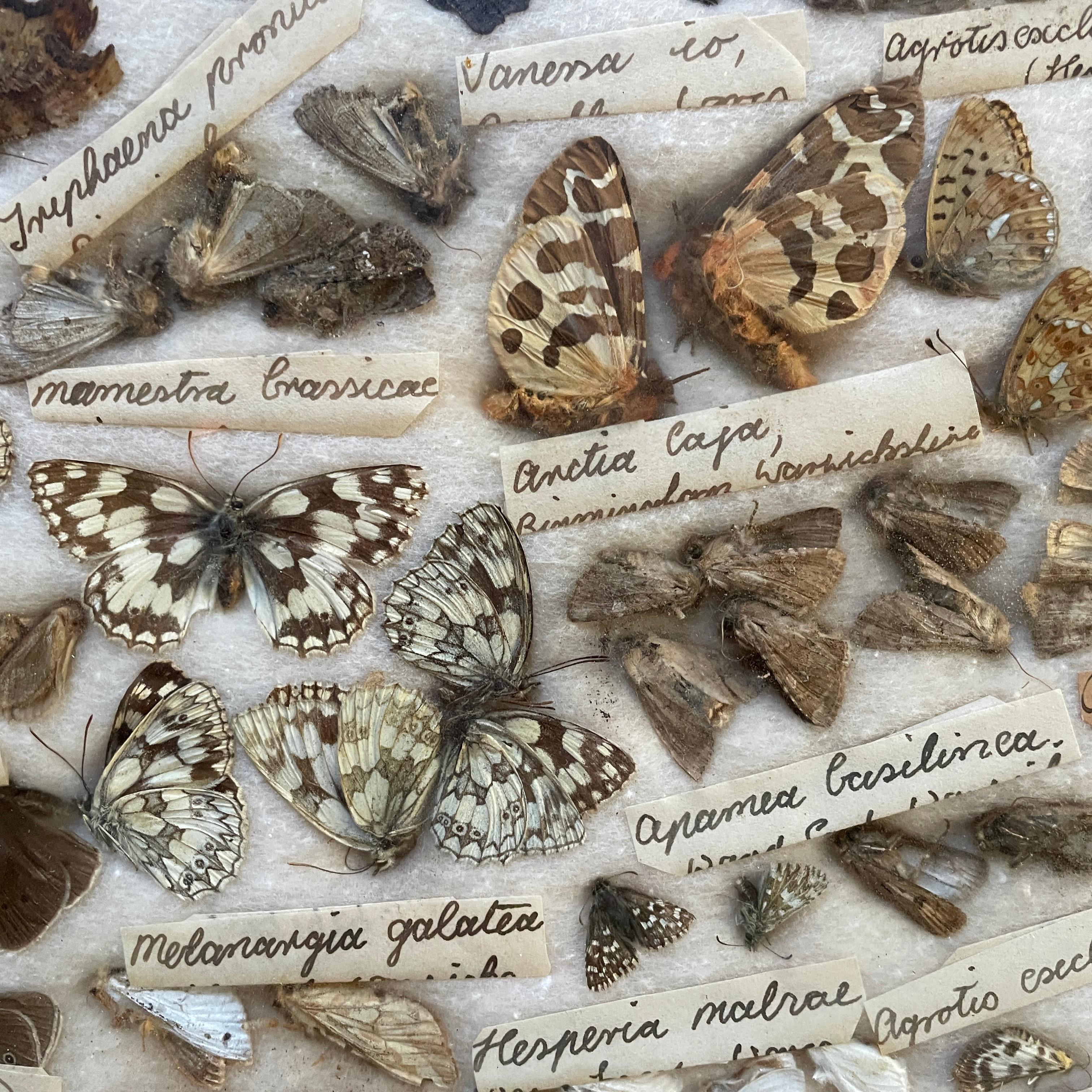 1930s Entomology Moth & Butterfly Collection Wall Display Rare Extinct Bugs Abîmé - En vente à Hyattsville, MD