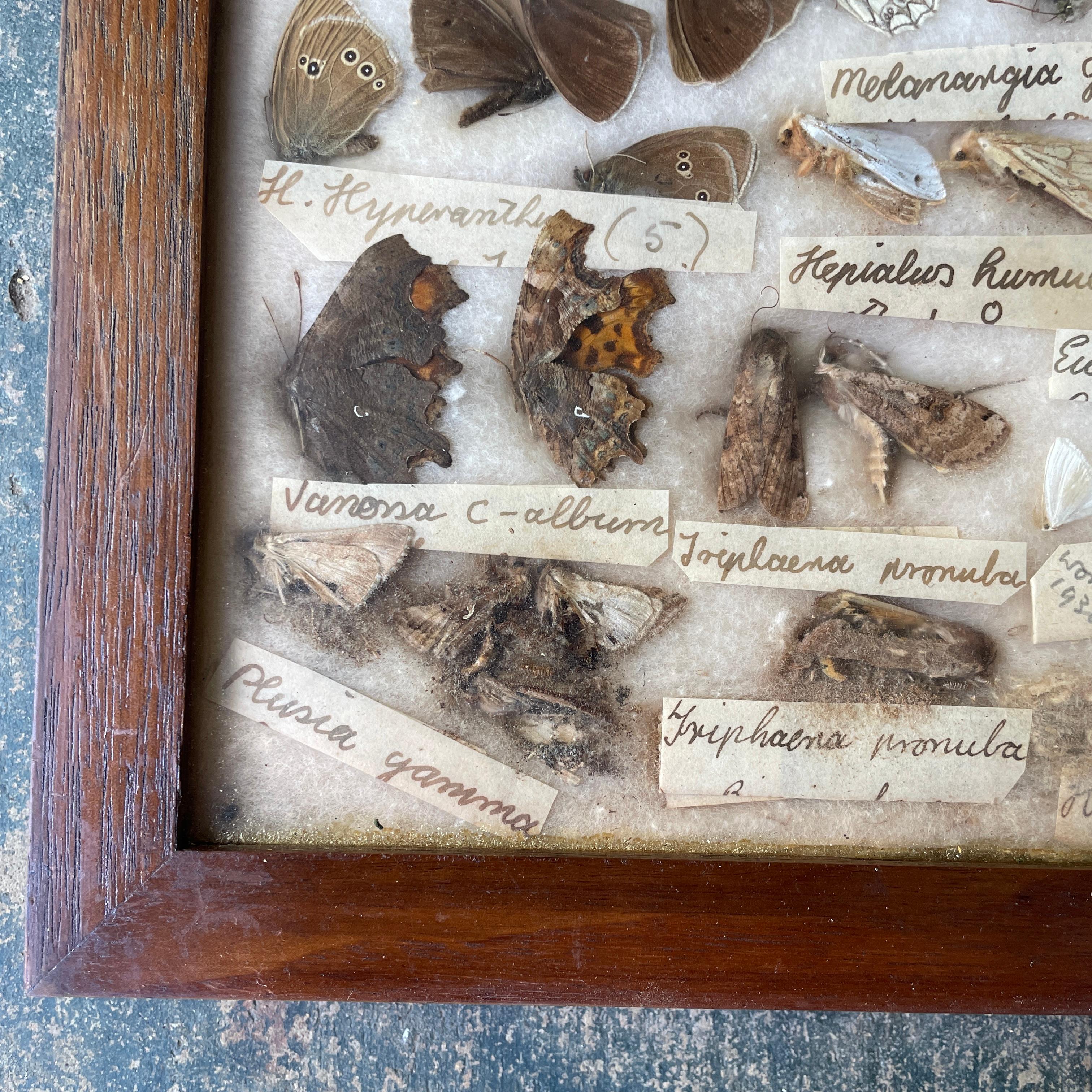 Milieu du XXe siècle 1930s Entomology Moth & Butterfly Collection Wall Display Rare Extinct Bugs en vente