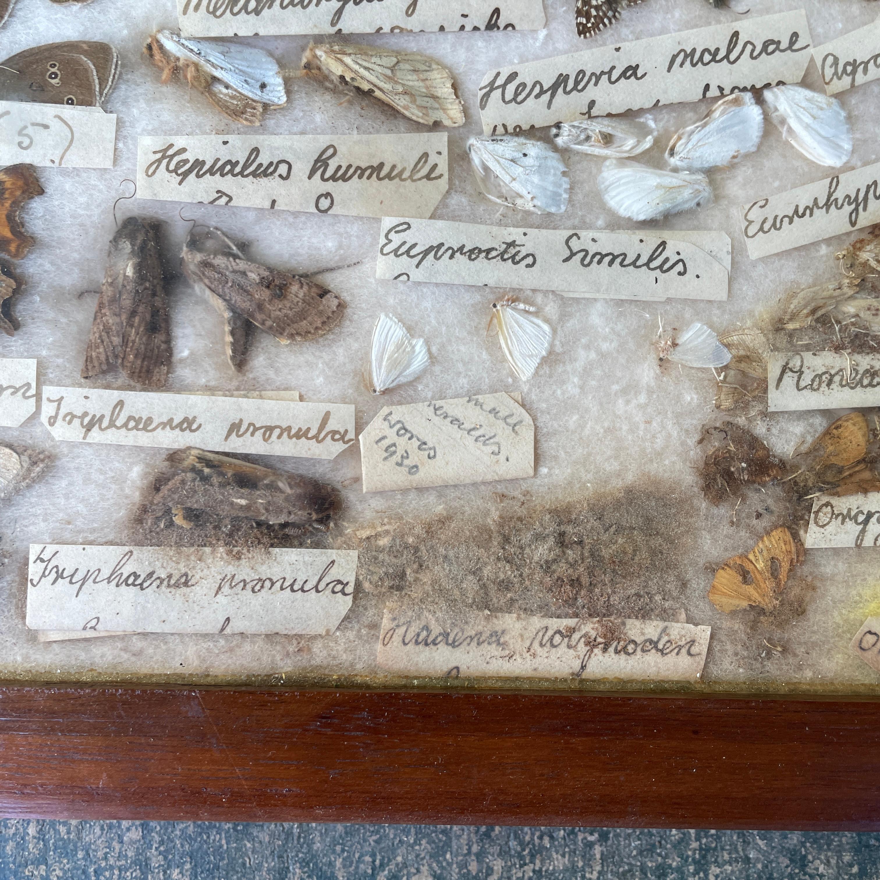 Verre 1930s Entomology Moth & Butterfly Collection Wall Display Rare Extinct Bugs en vente